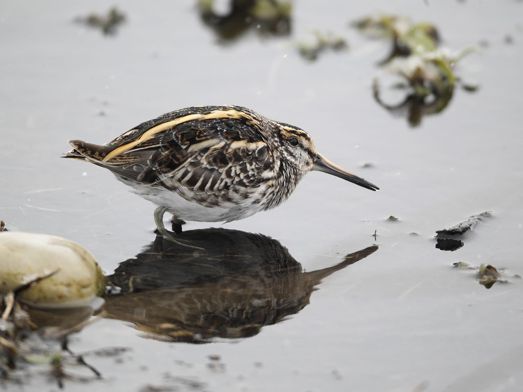 Jack Snipe in the water, Warwickshire, UK