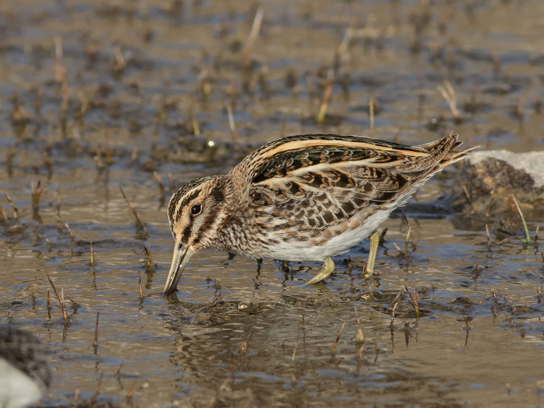 Late September through to March are the best times to see overwintering Jack Snipes in the UK
