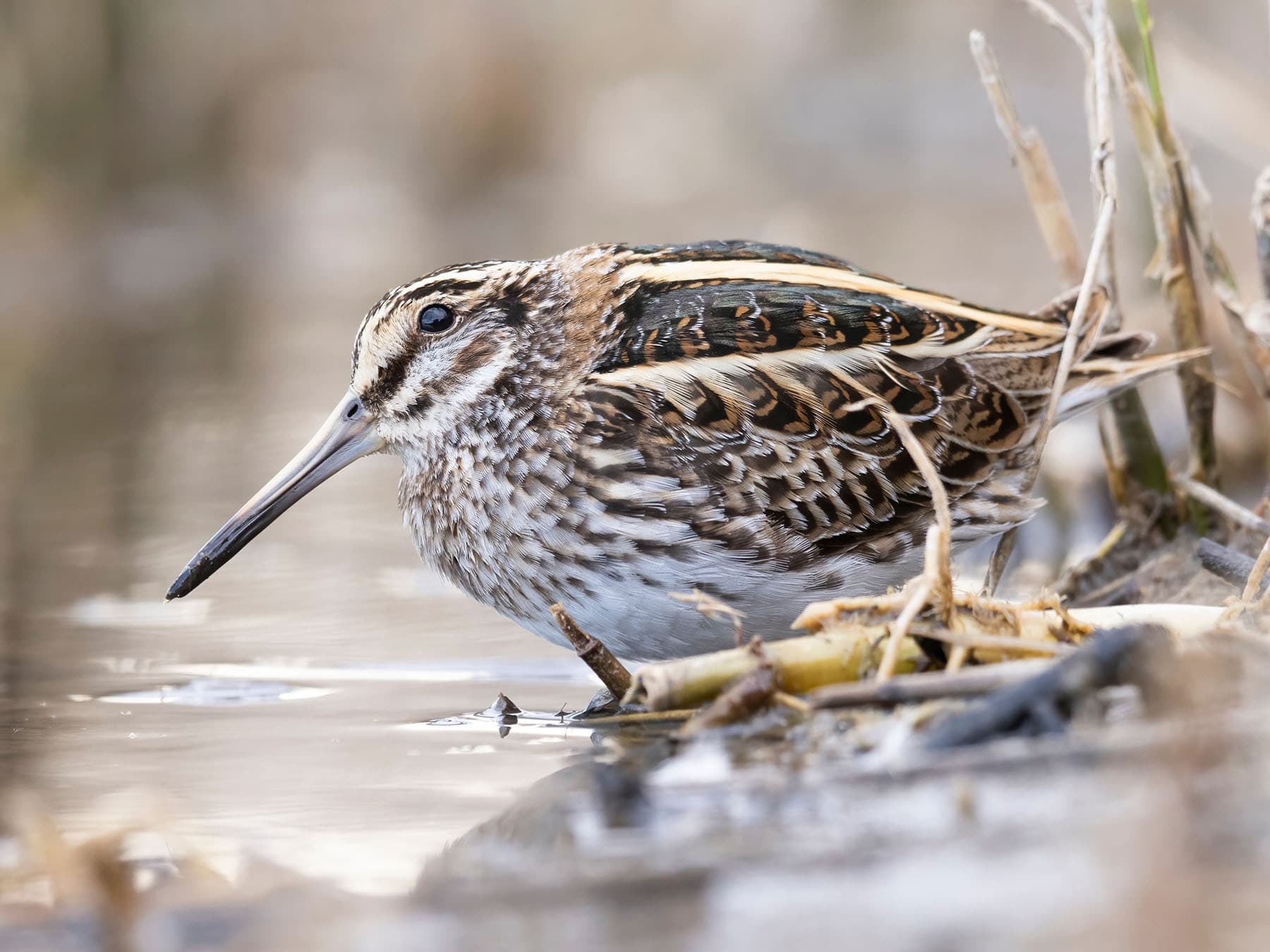 Jack Snipe