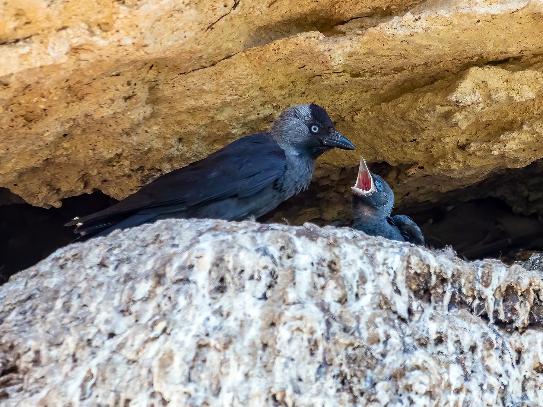 Jackdaw feeding its young at the nest