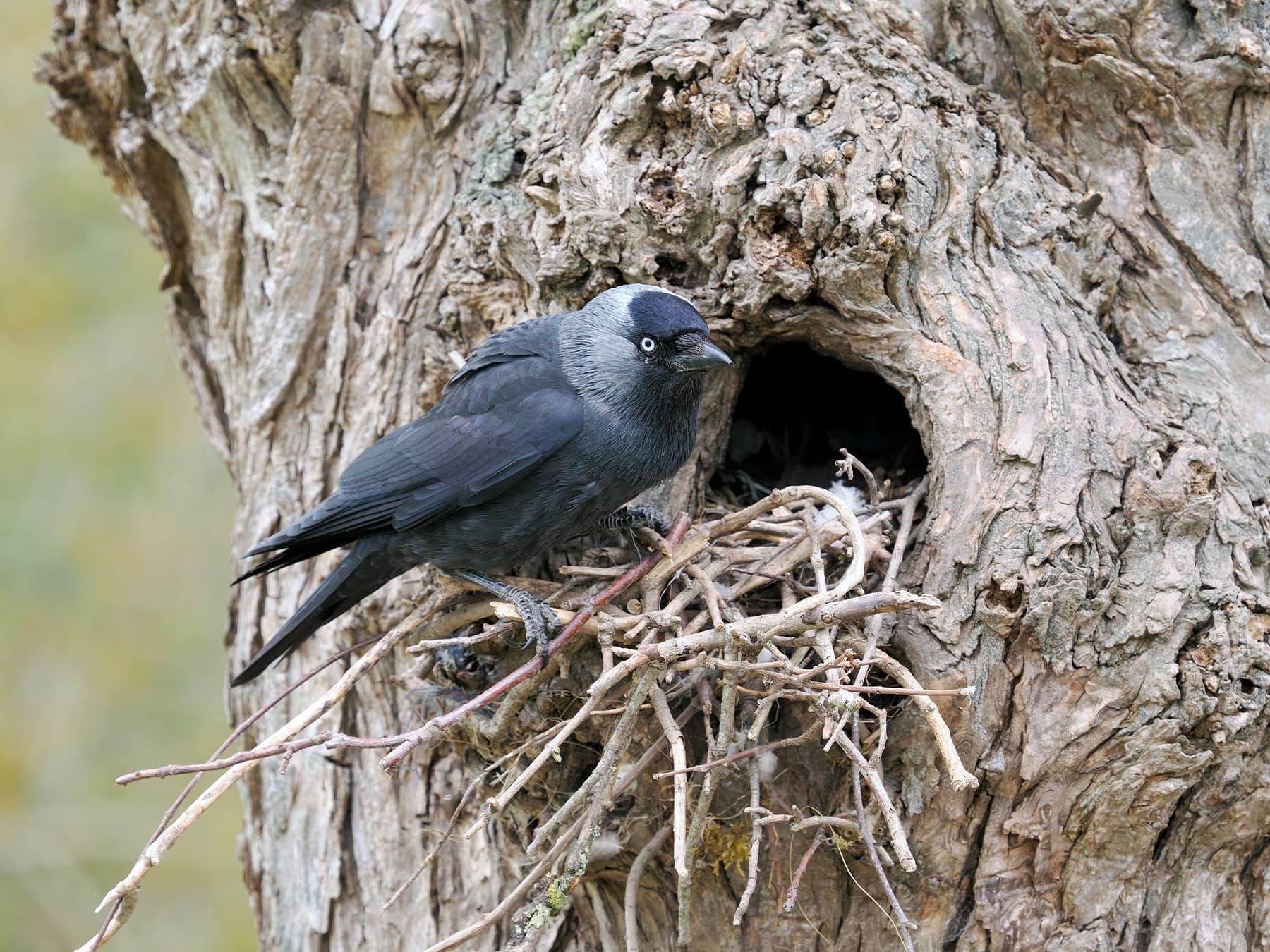 Jackdaw outside the nest