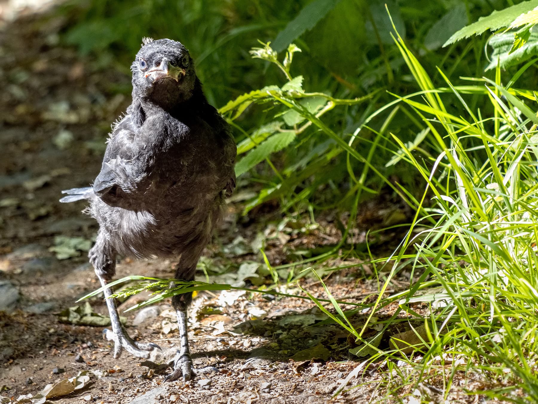 Jackdaw Fledgling
