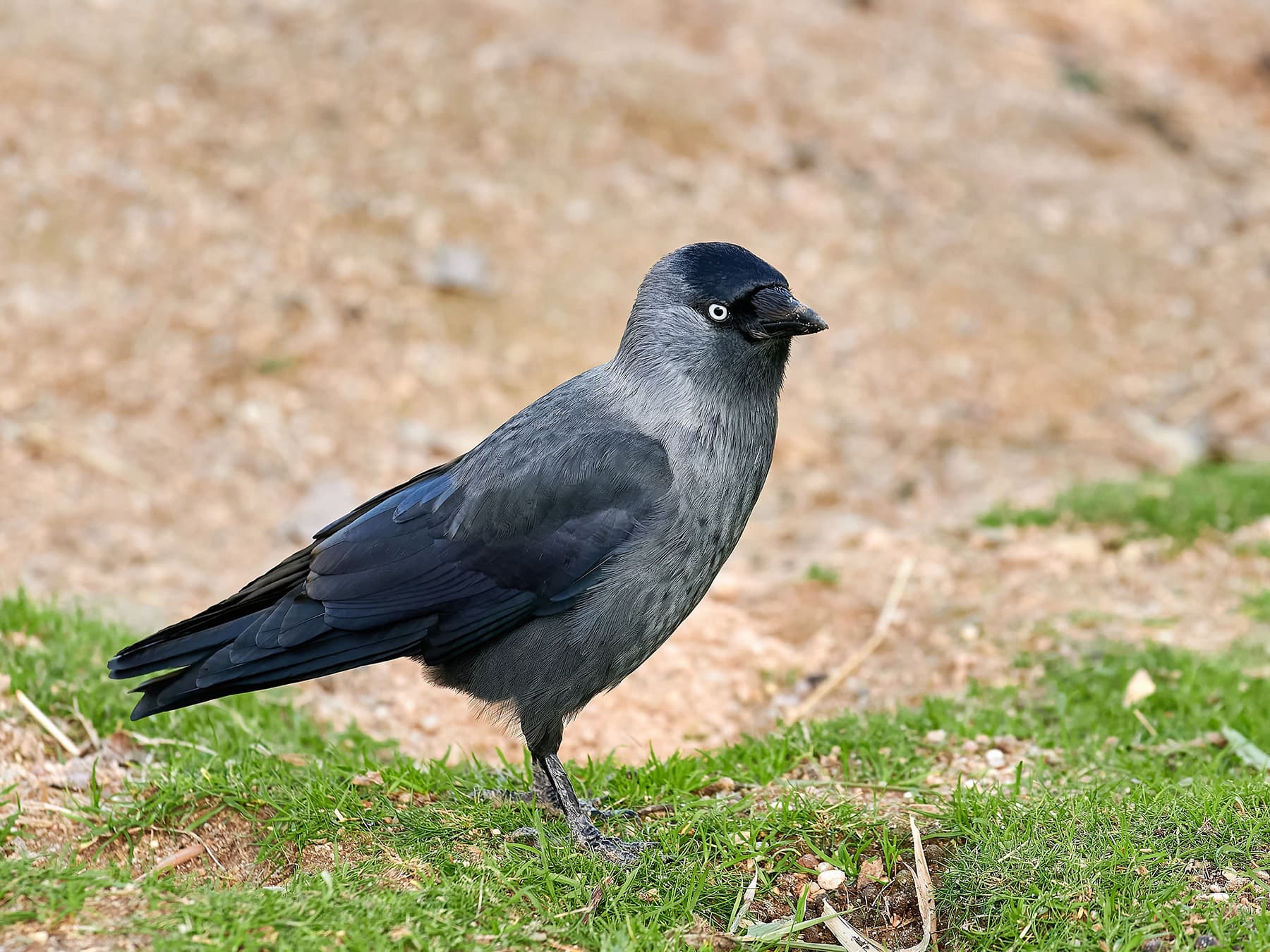 Jackdaw foraging in open landscape