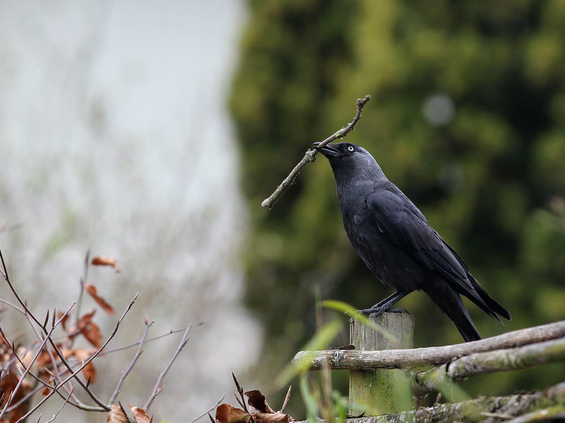 Jackdaw gathering nesting materials