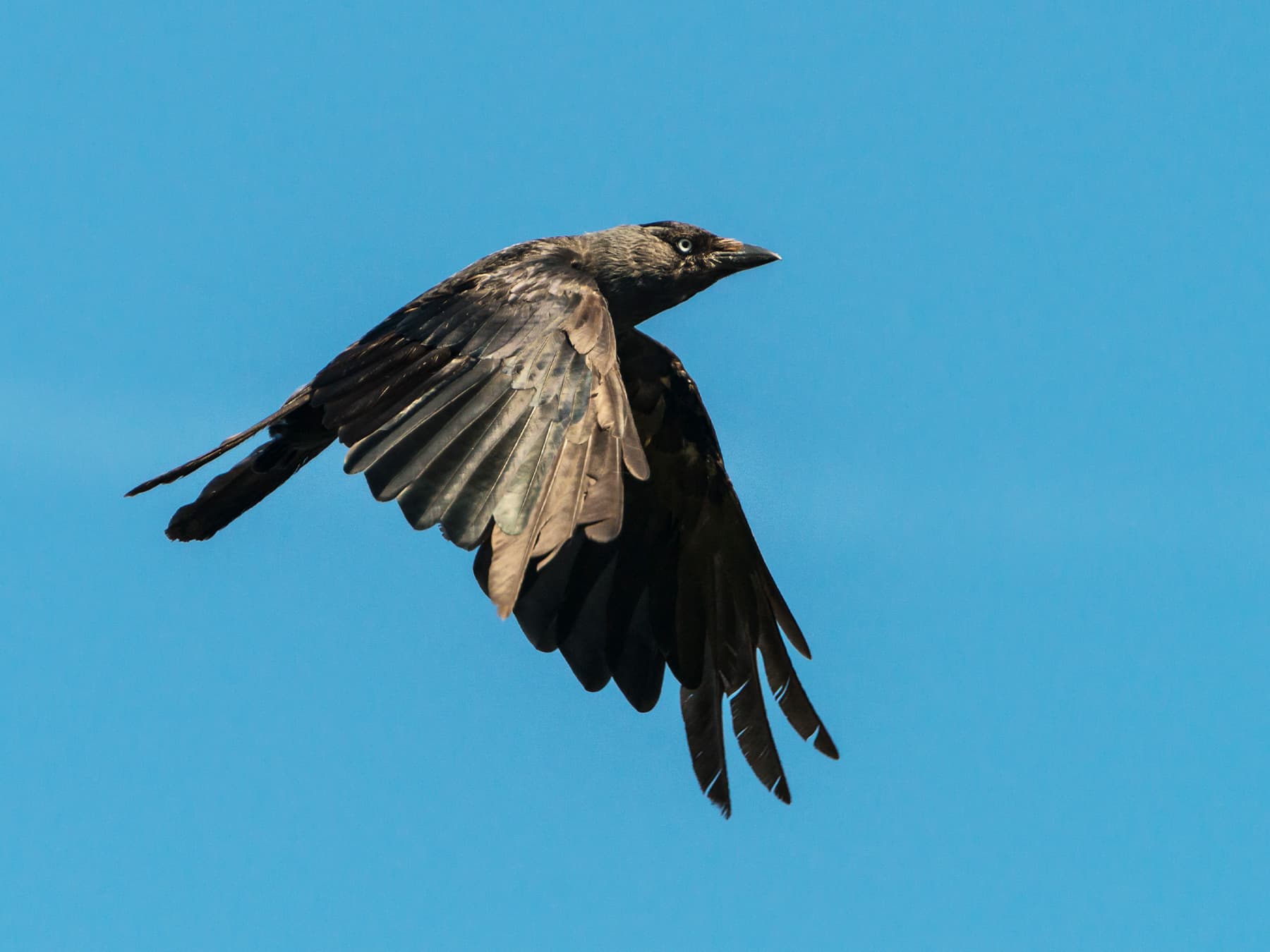 Jackdaw in-flight