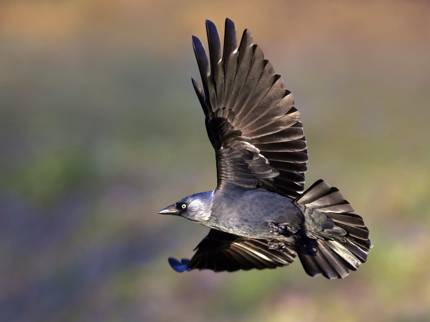 Jackdaw in-flight in natural habitat