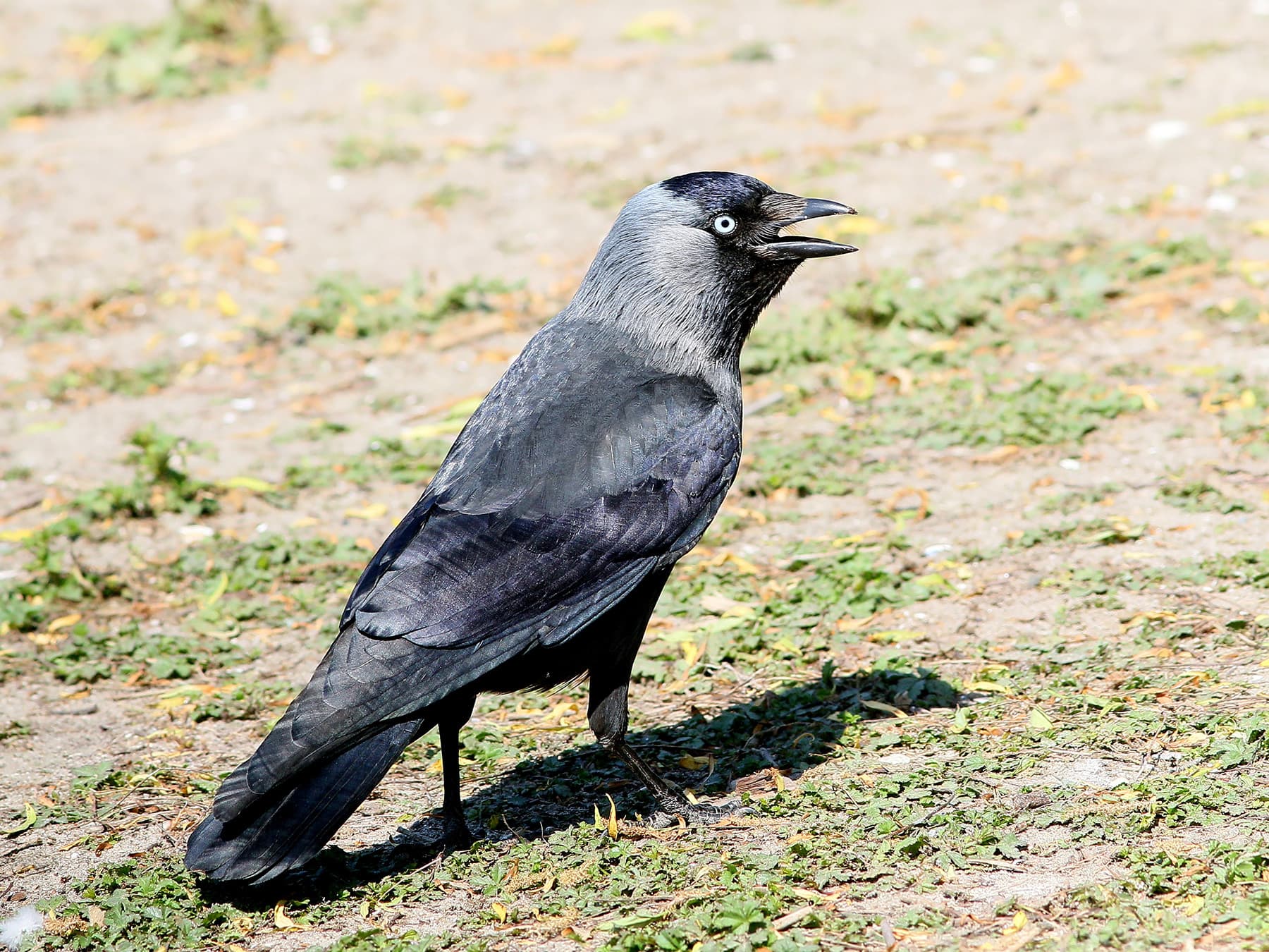 Jackdaw calling out