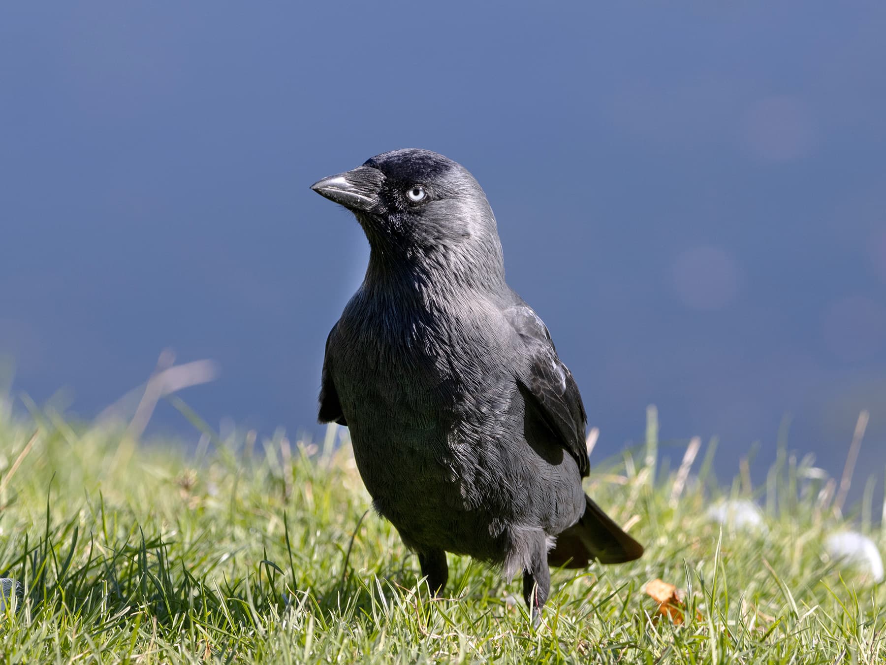 Jackdaw resting near to the coast