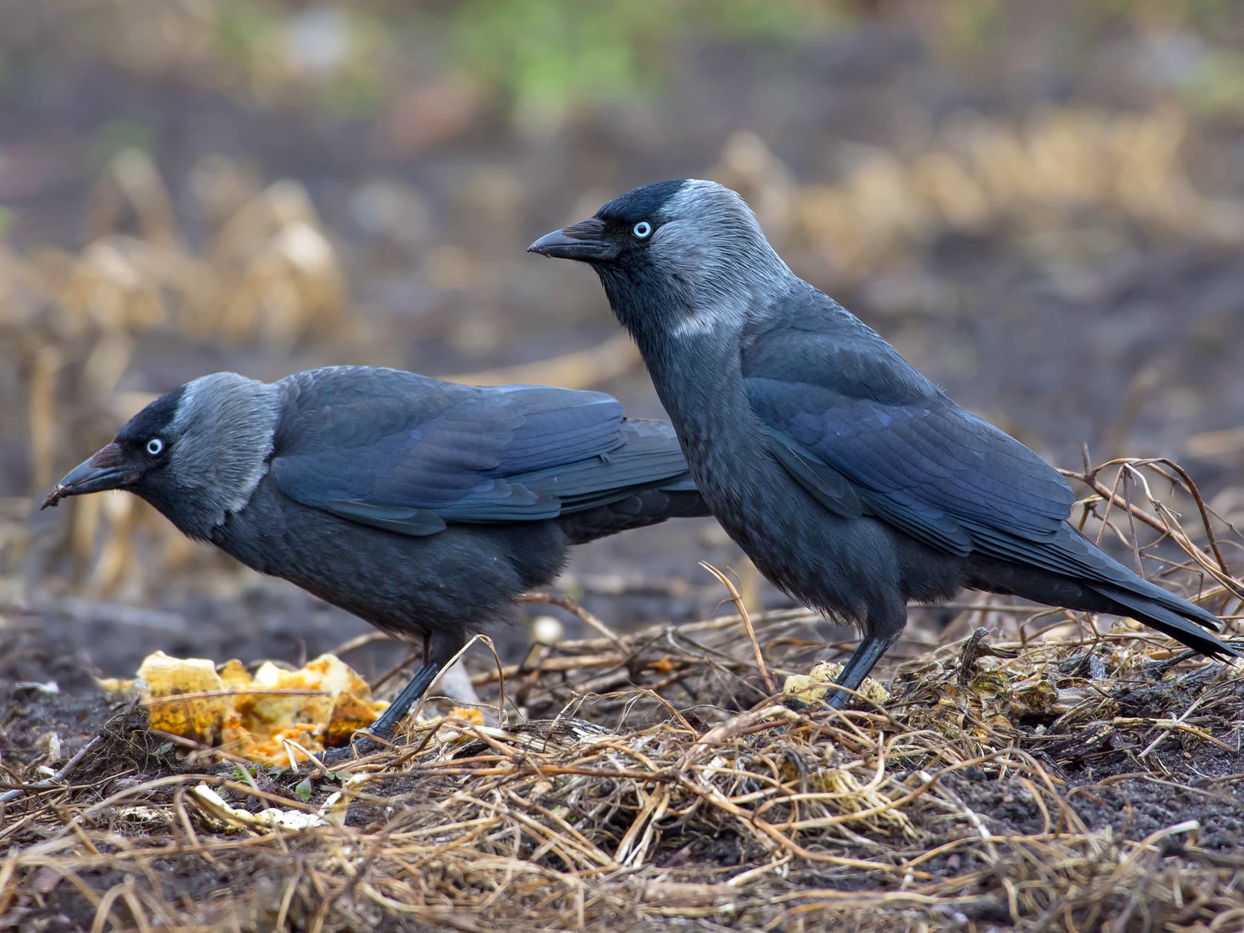 Pair of Jackdaws feeding on the ground
