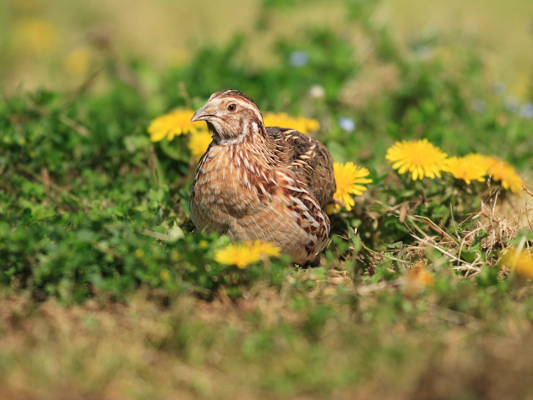Japanese quail lifespan
