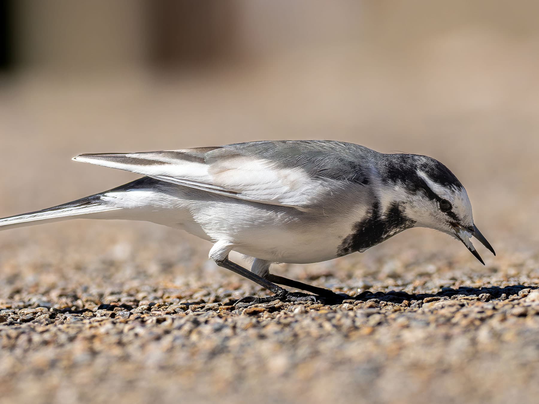 Japanese Wagtail foraging