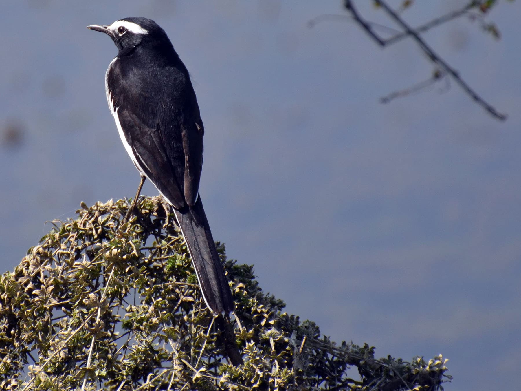 Japanese Wagtail sitting in tree top