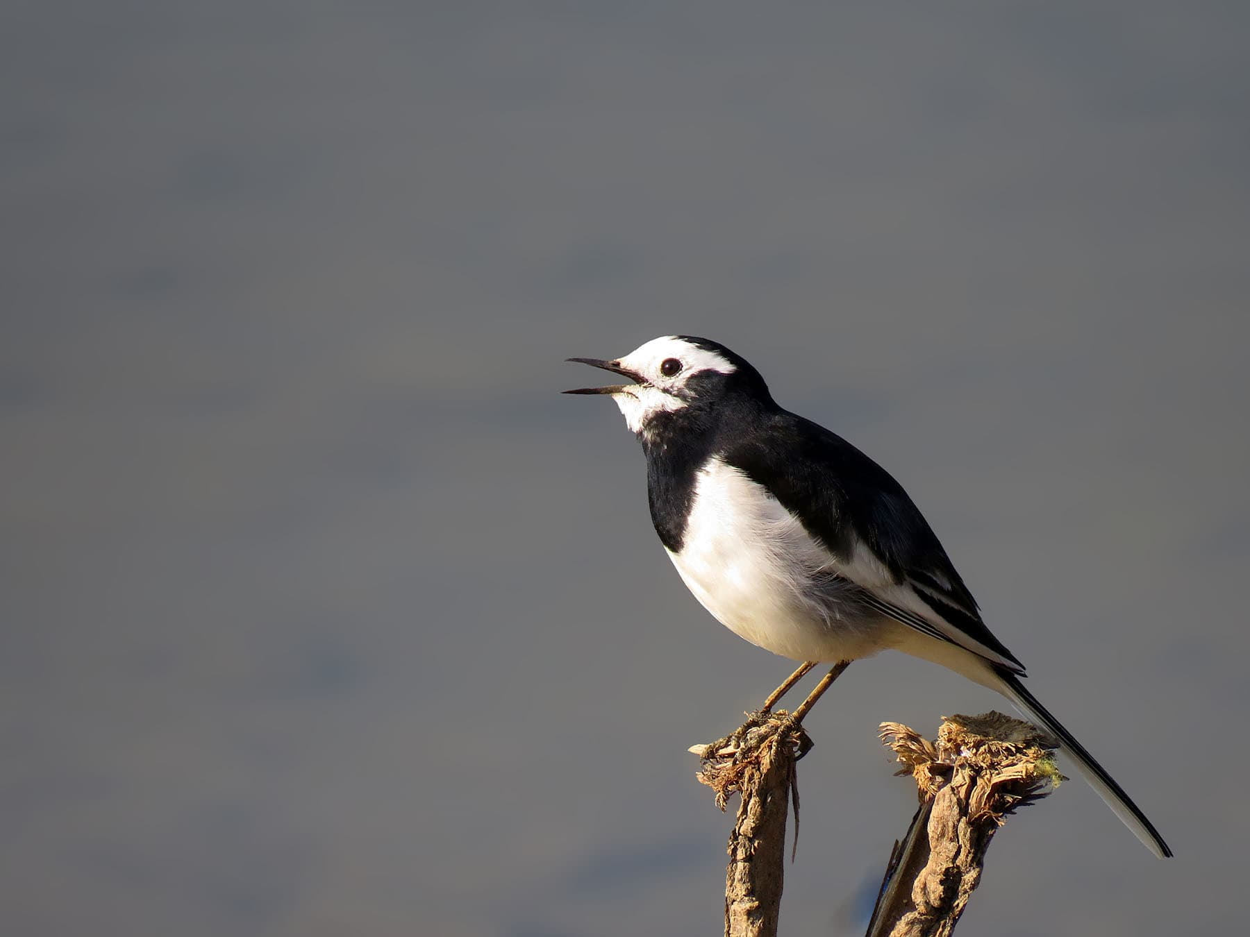 Japanese Wagtail in song