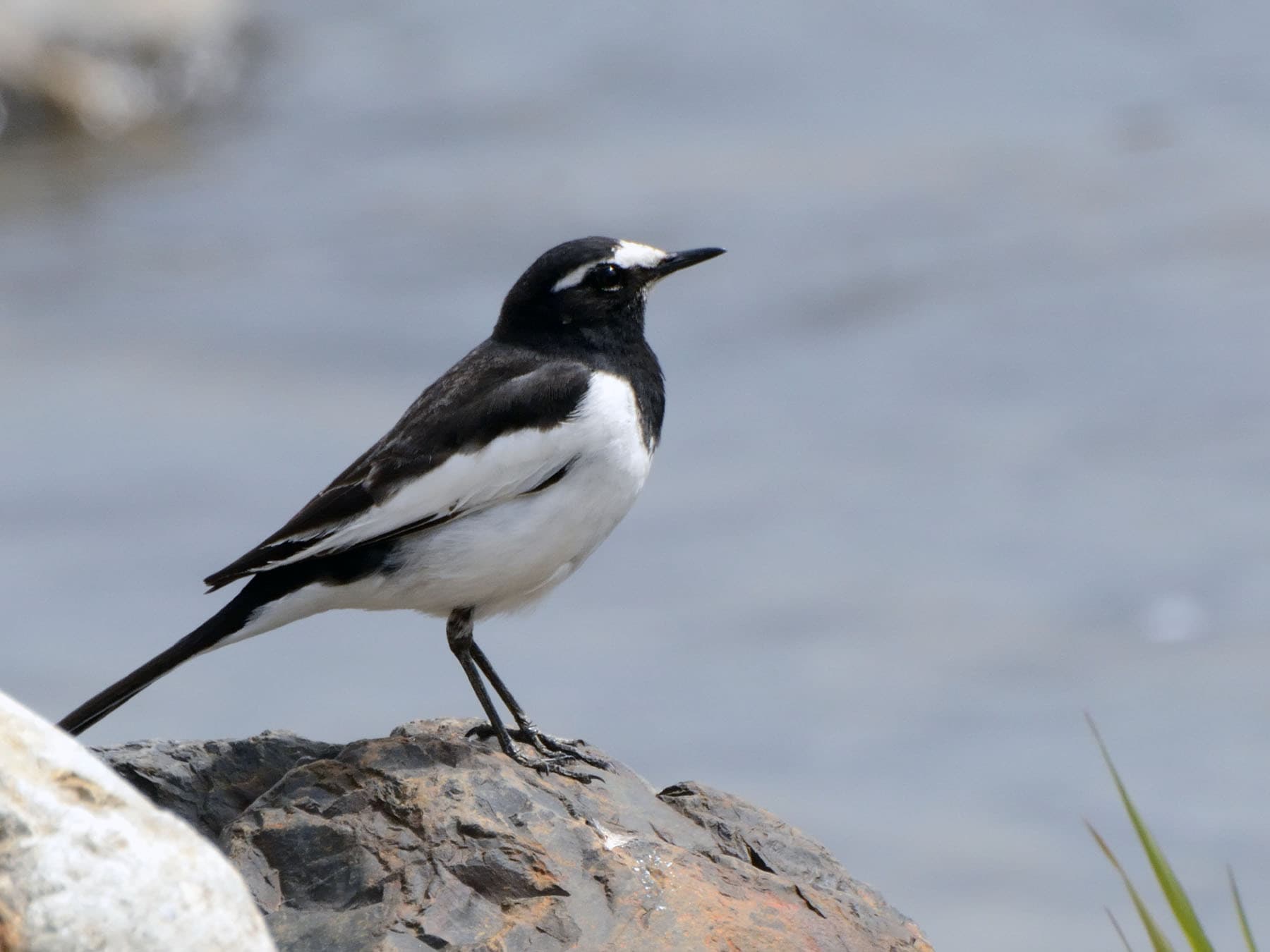 Japanese Wagtail