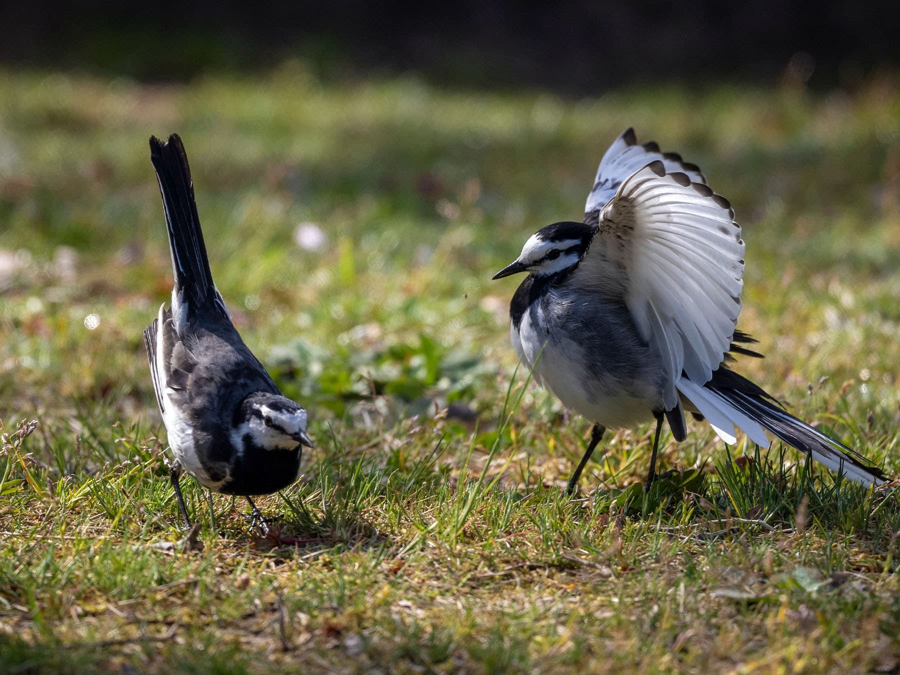Pair of Japanese Wagtails
