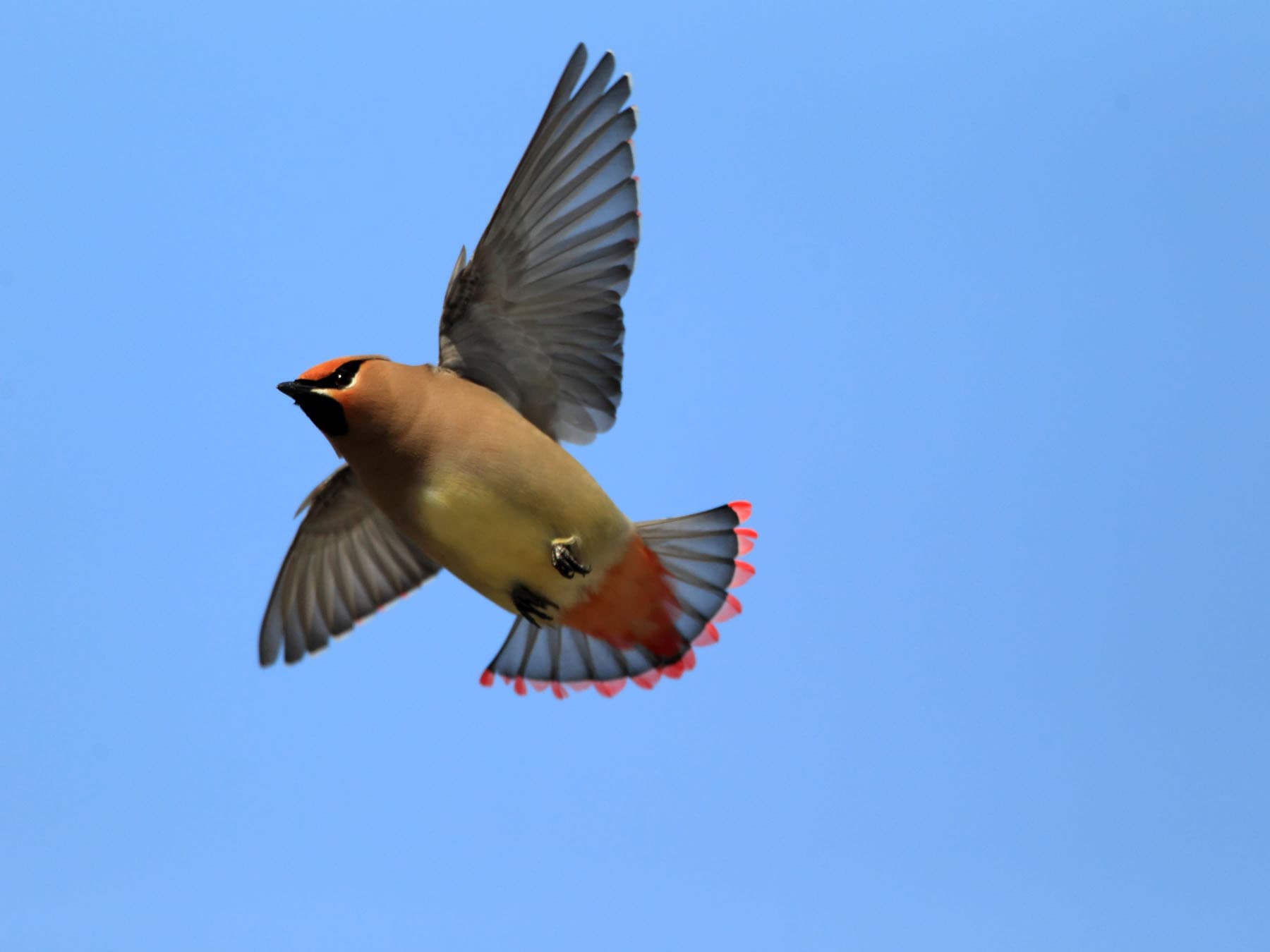 Japanese Waxwing in-flight