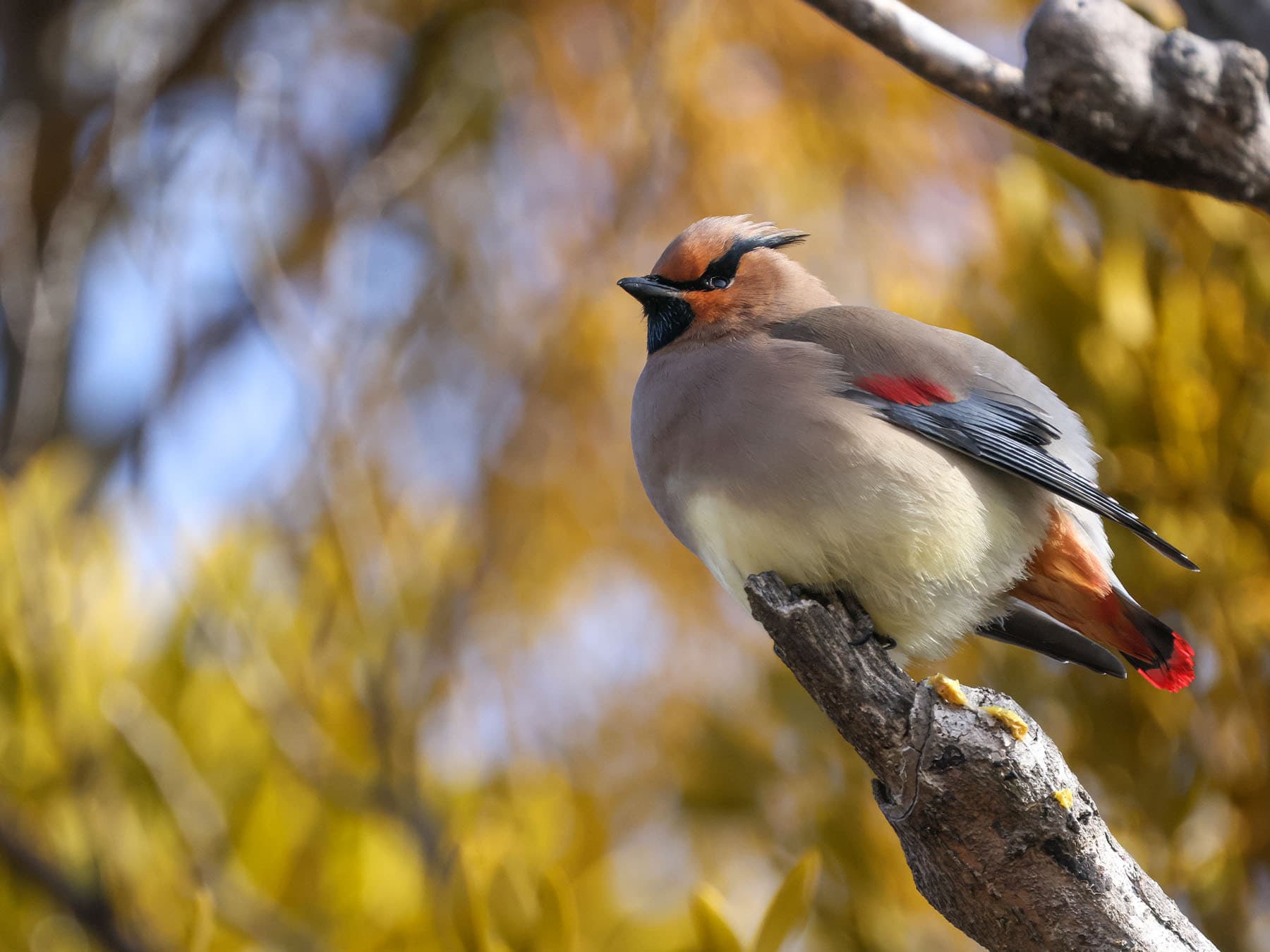 Japanese Waxwing perching on the end of a branch