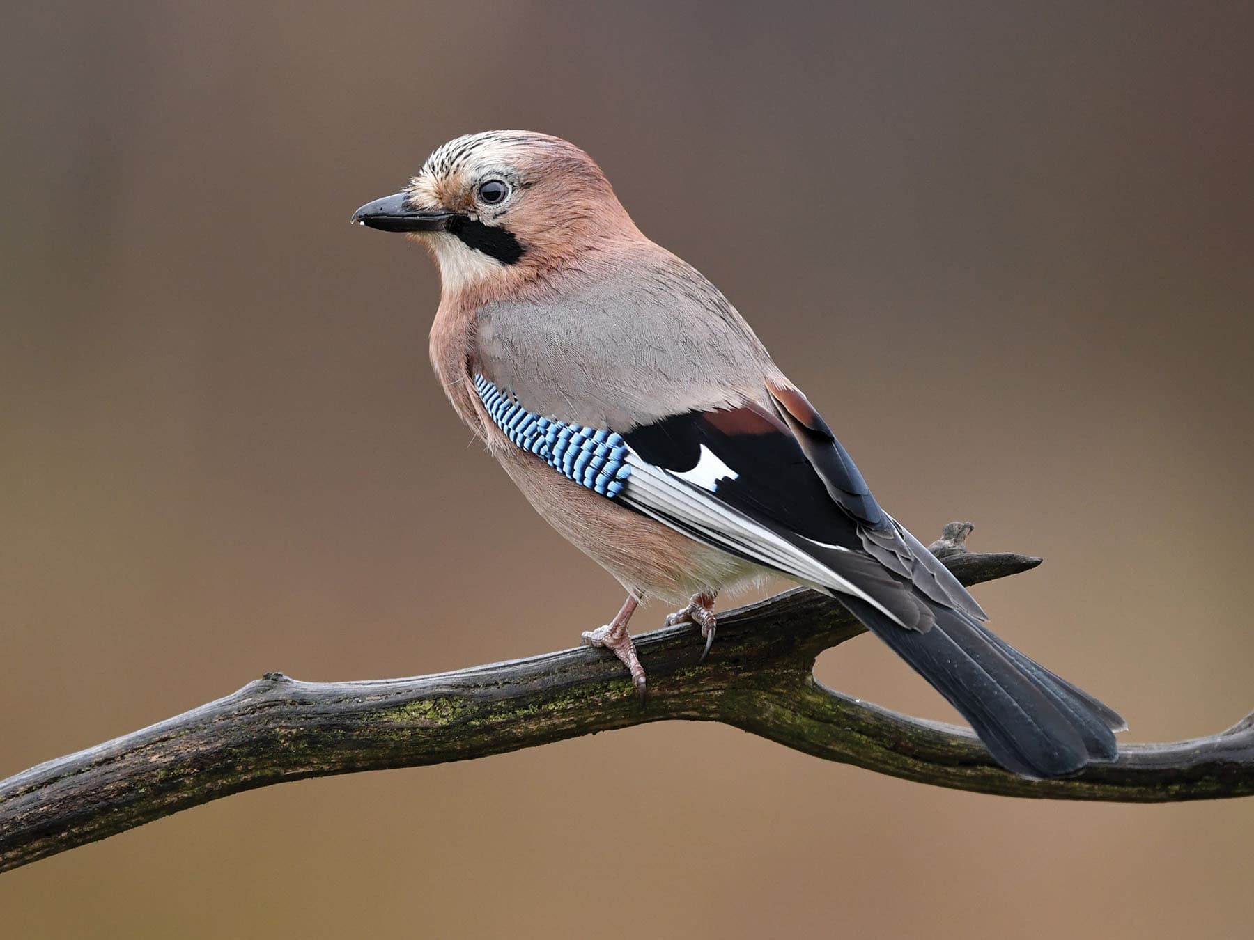 Eurasian Jays are the most colourful member of the Crow family in the UK