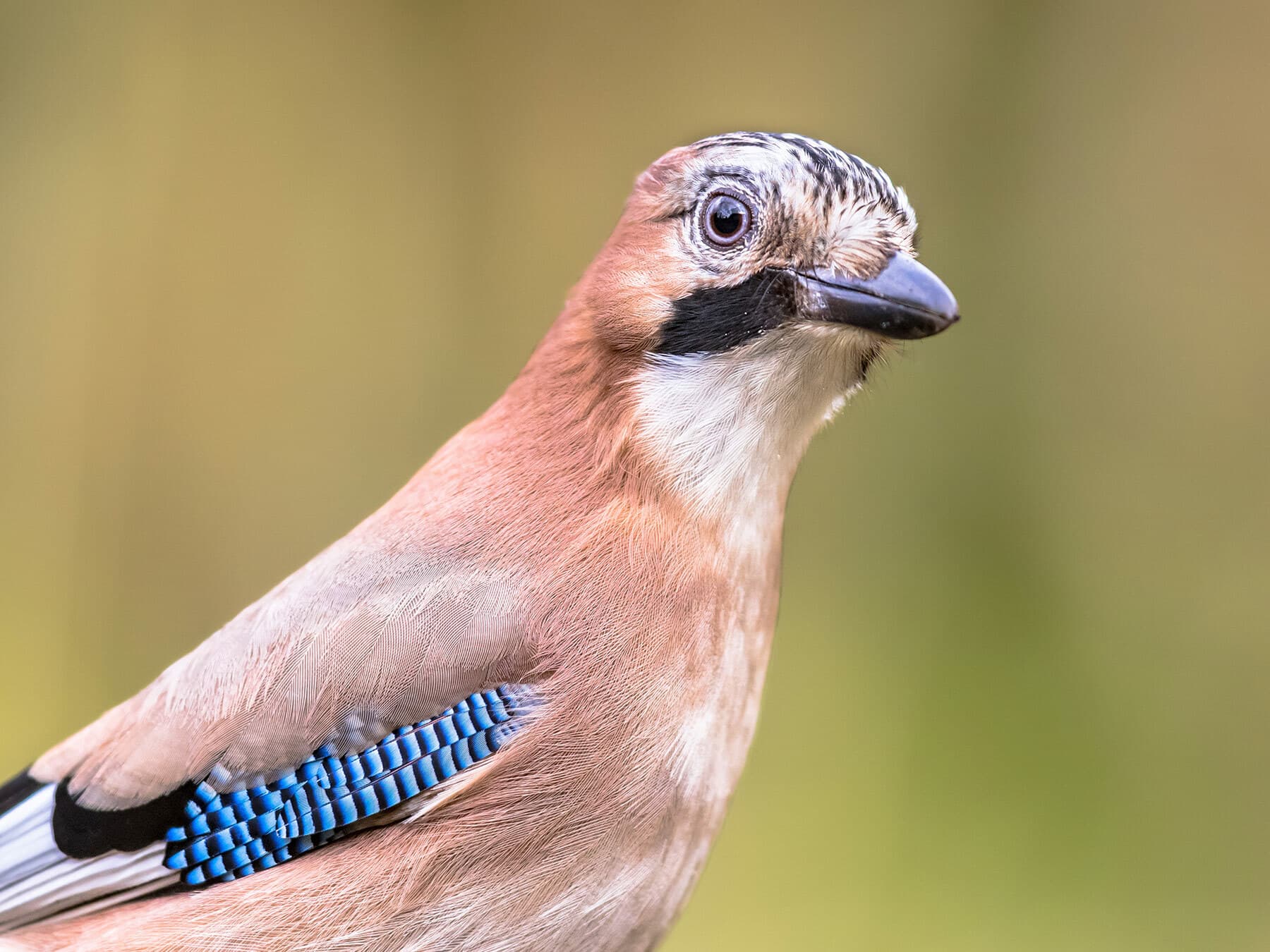Close up of a Eurasian Jay