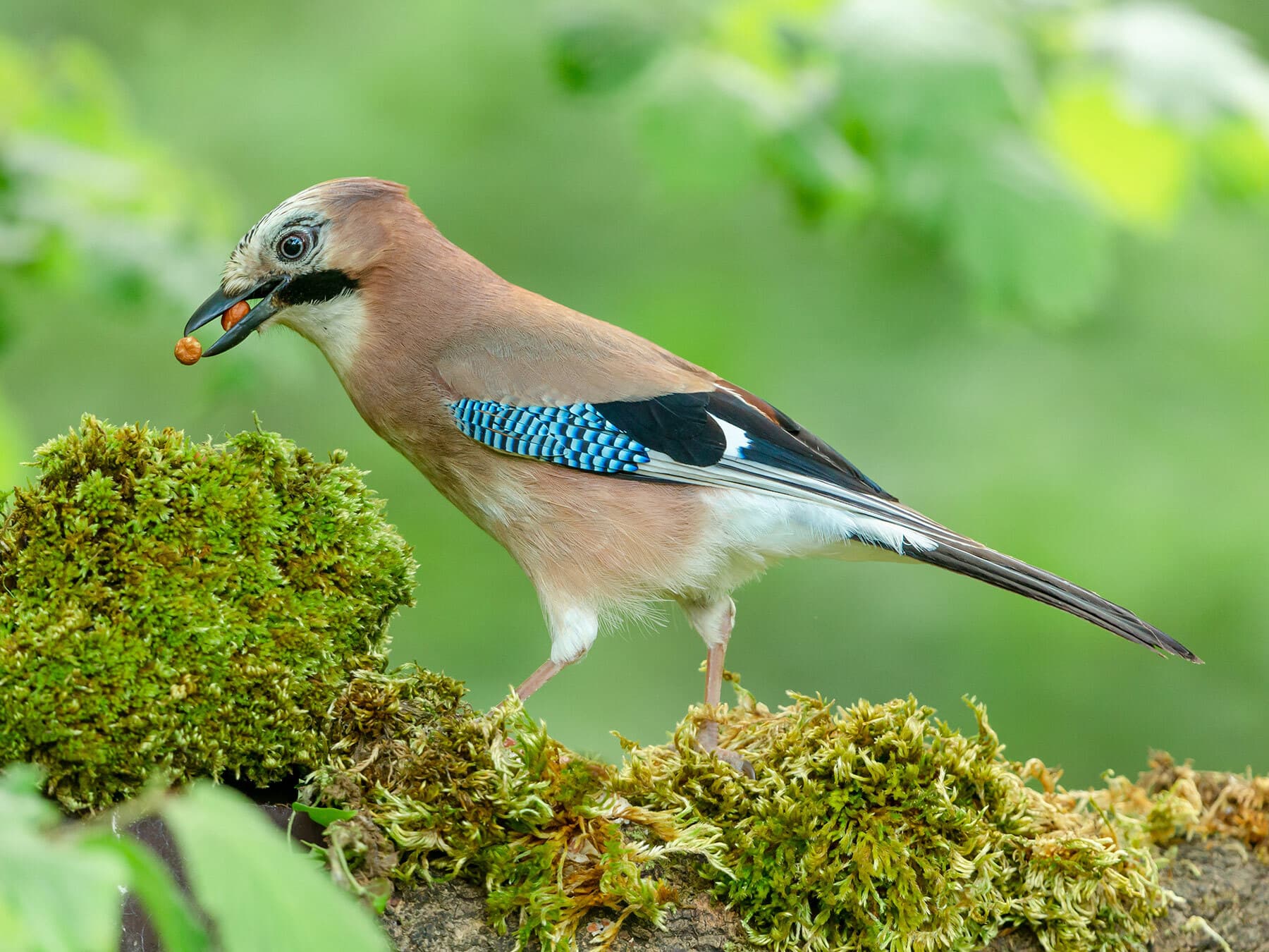 Jay collecting peanuts