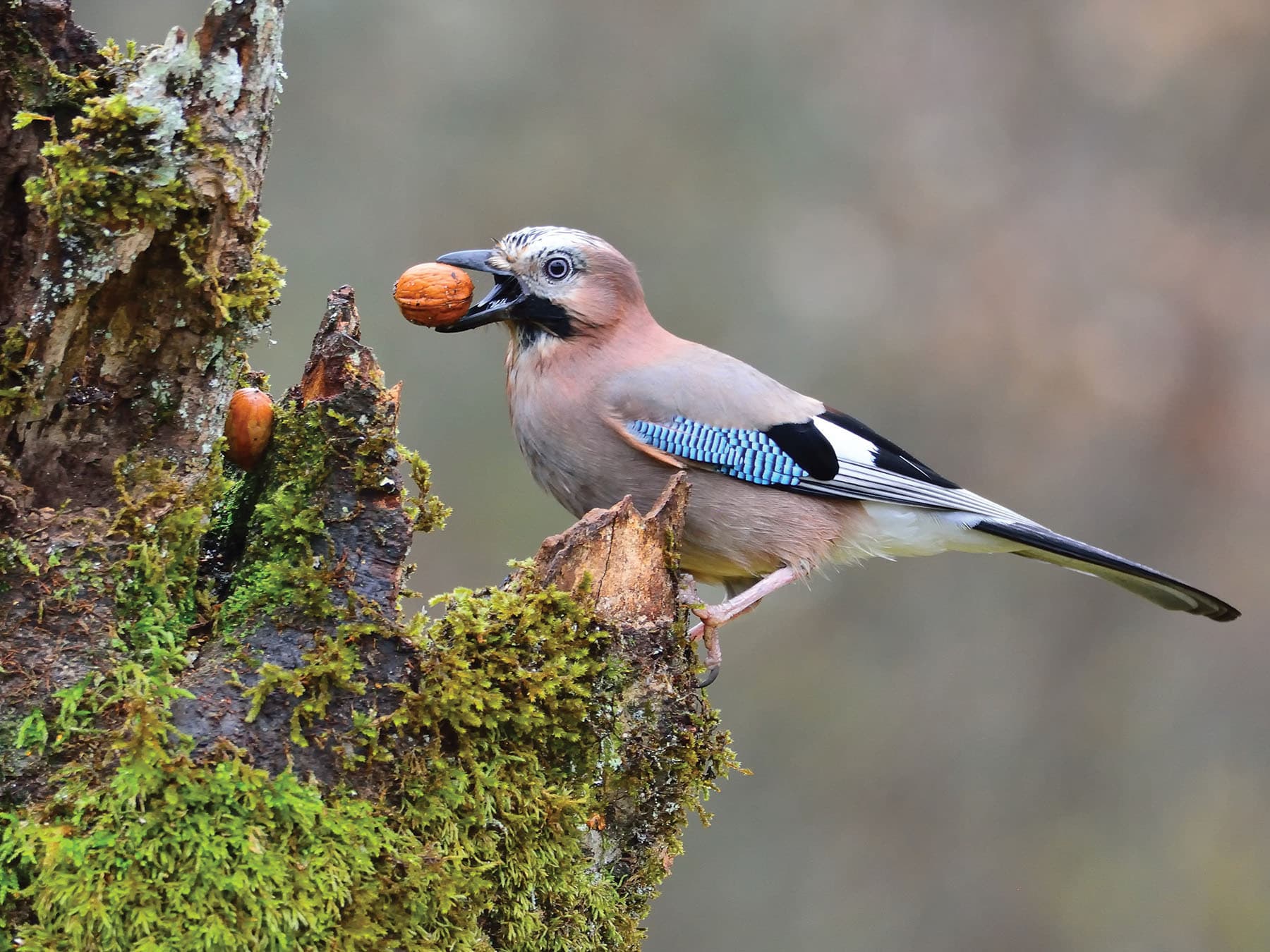 Perched Jay collecting walnuts in its beak