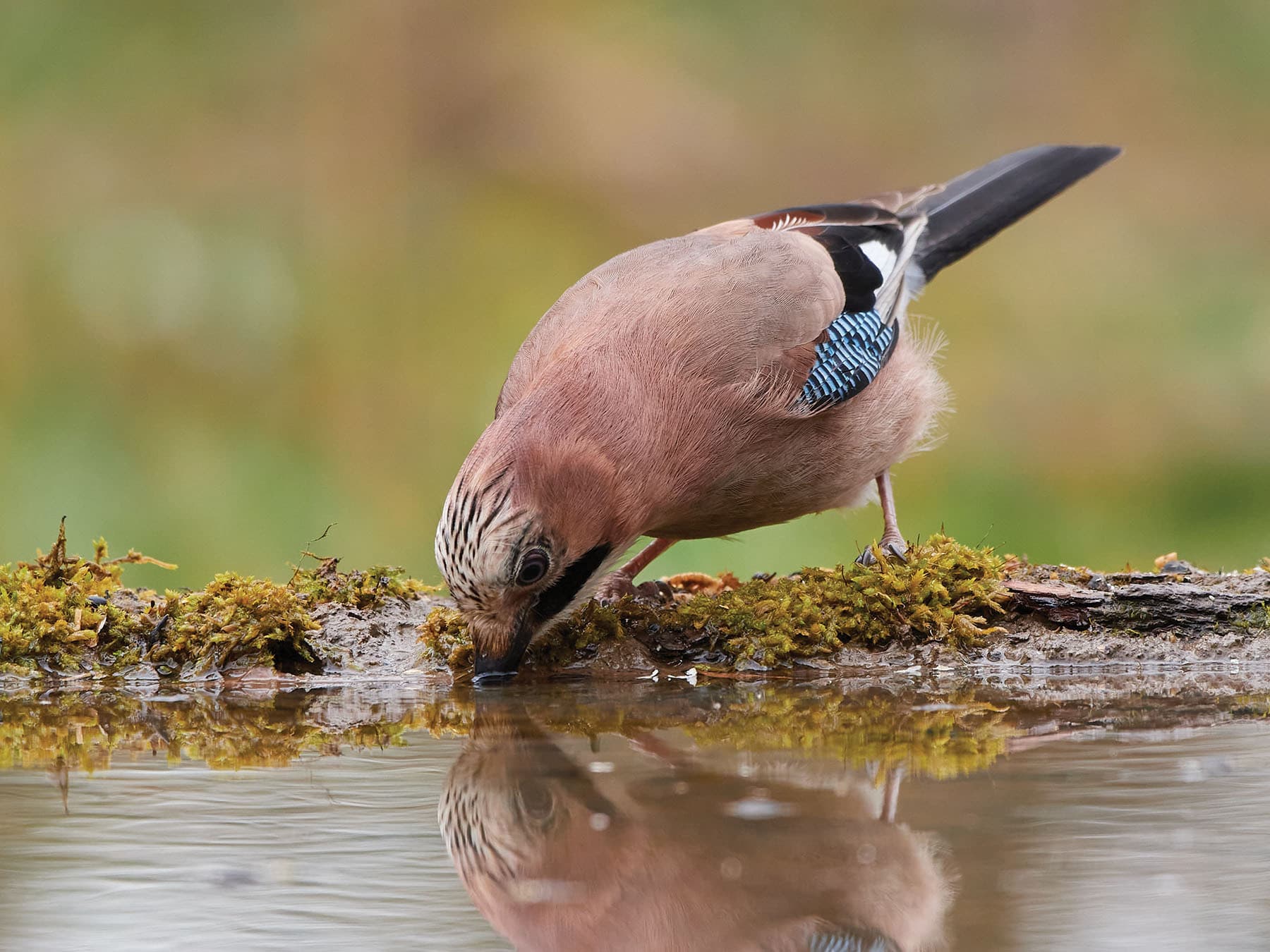 Close up of a Jay taking a drink of water