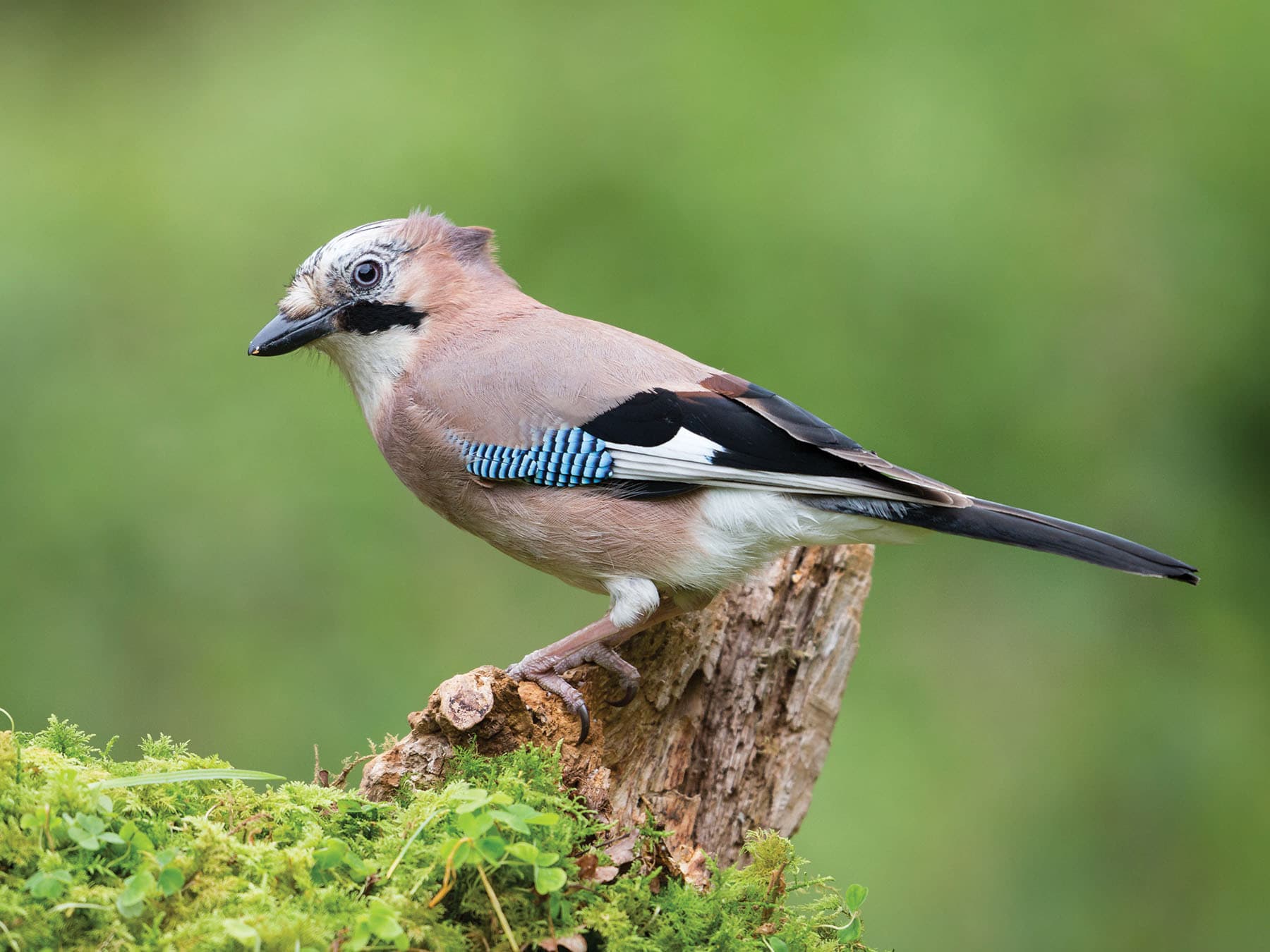 Jays are mainly found in, or close to woodland