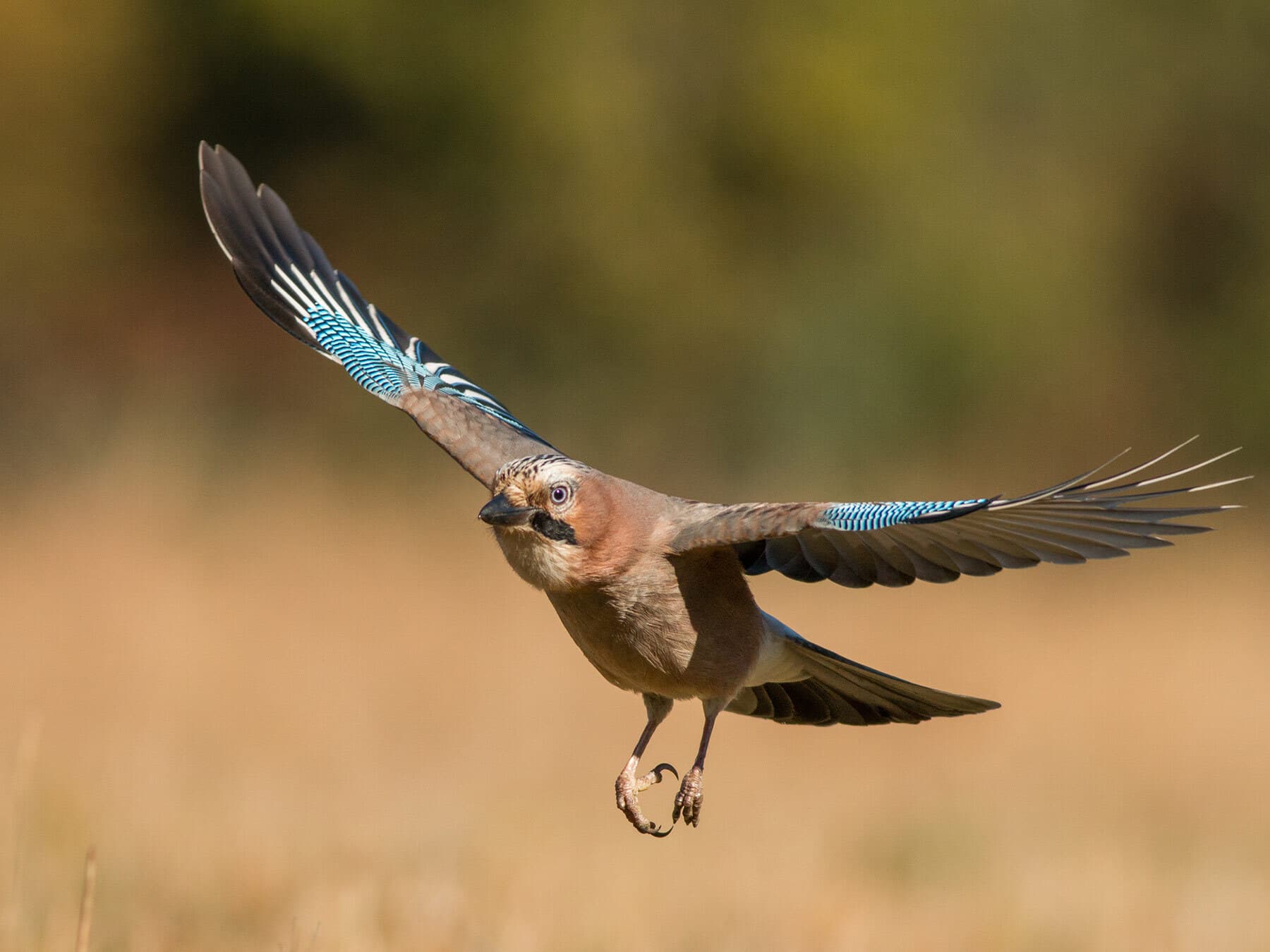 Jay in flight