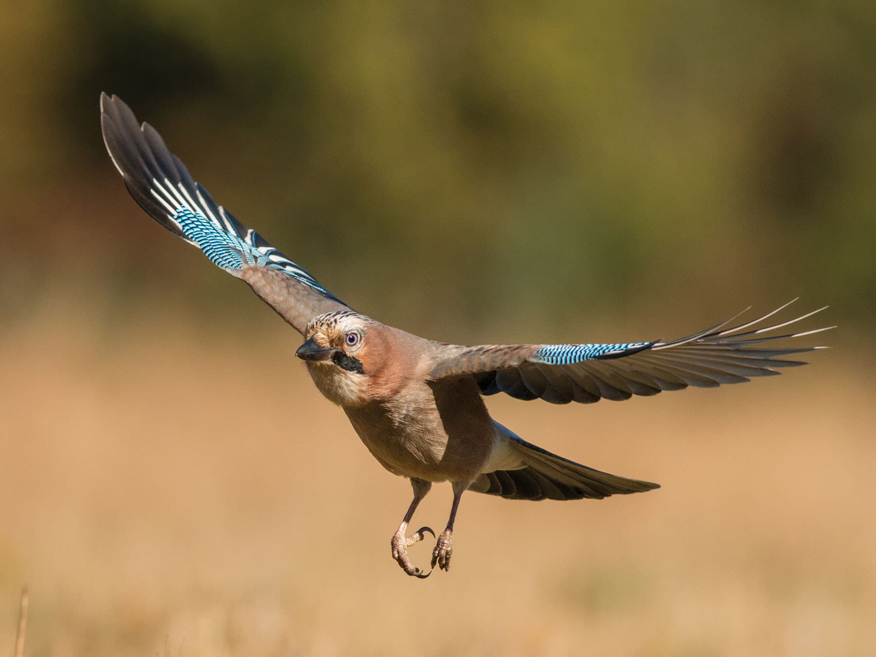 Eurasian Jay in flight