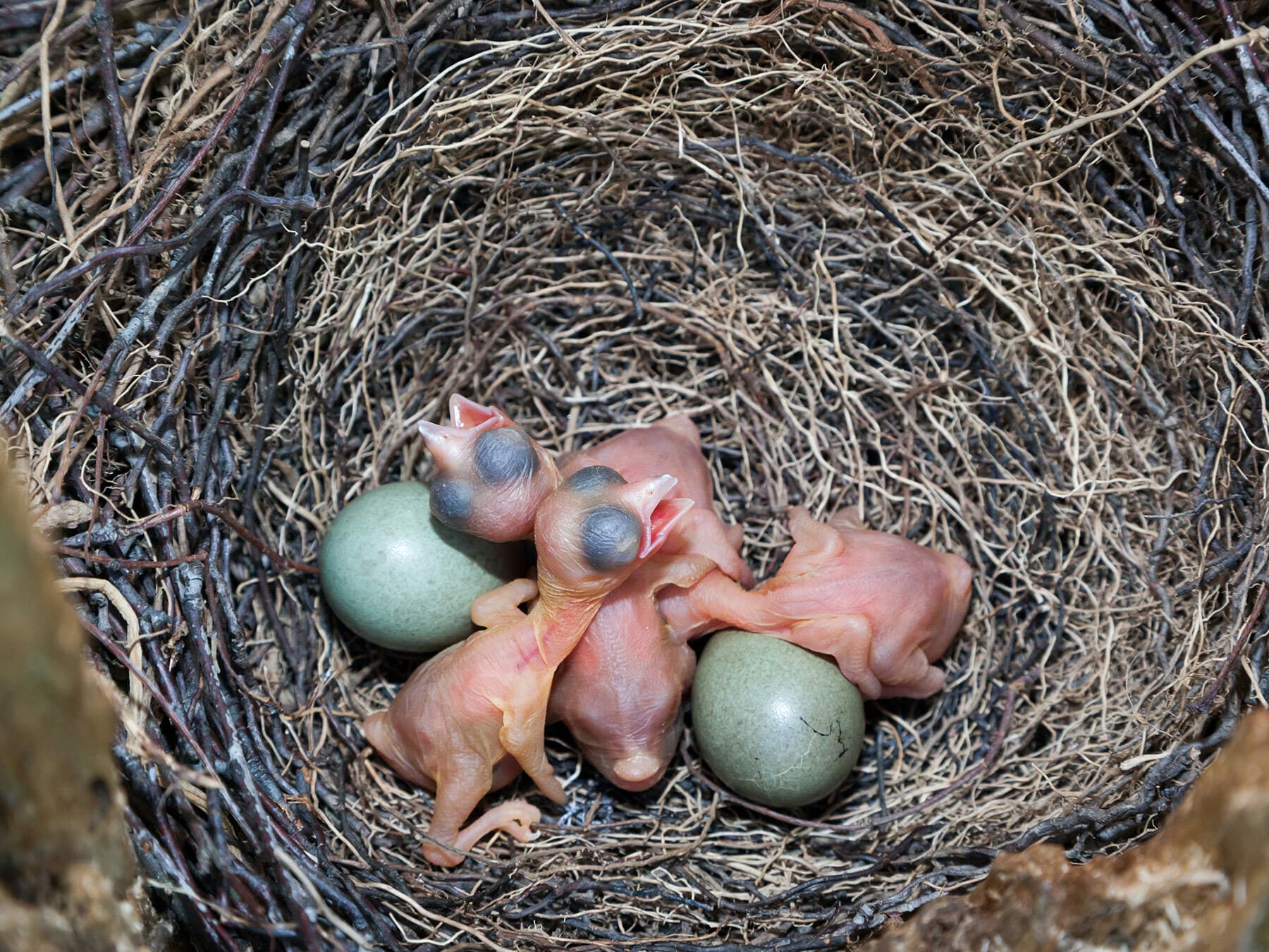 Nest of a Jay with chicks and eggs