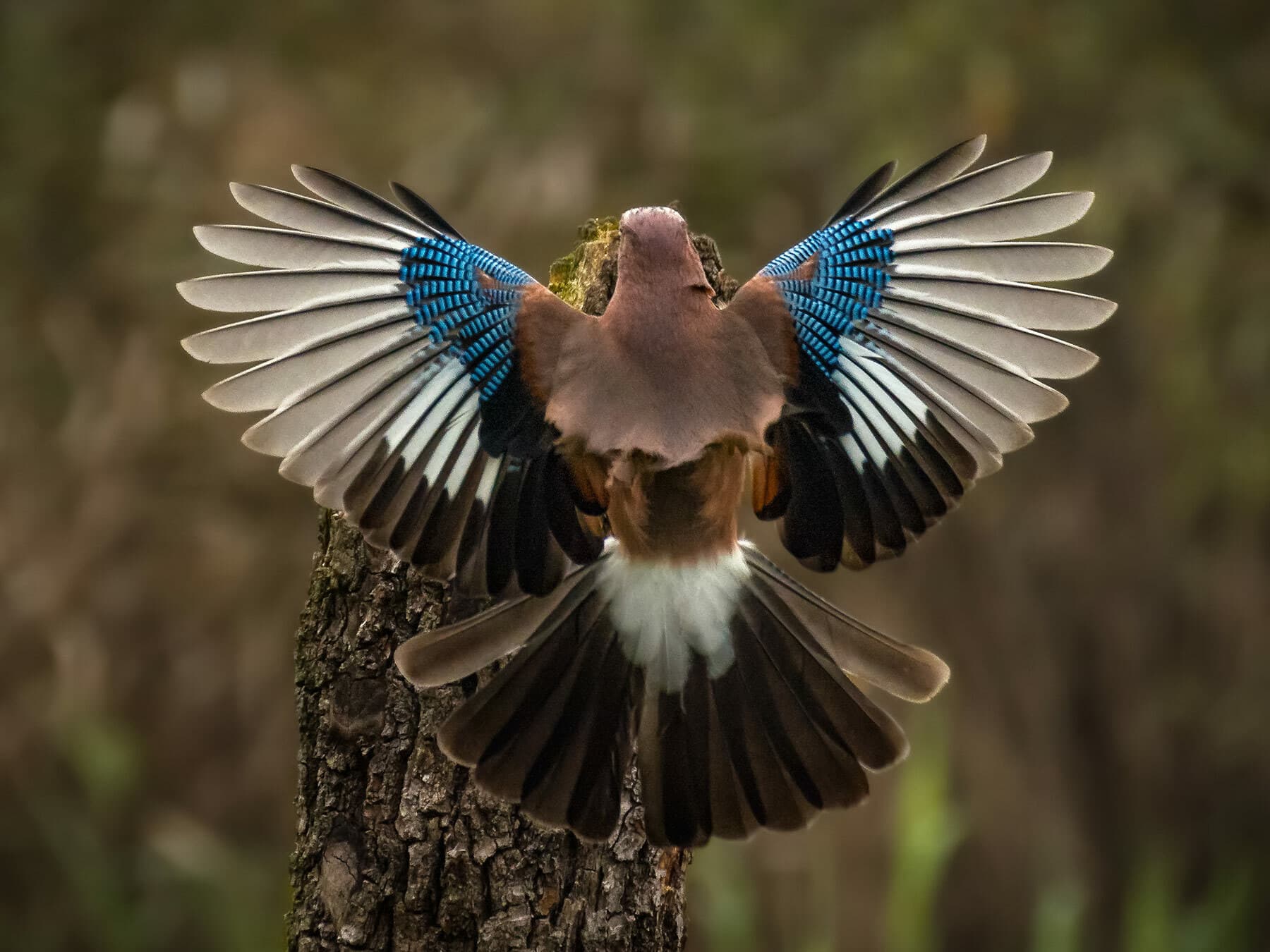 Eurasian Jay with spread wings