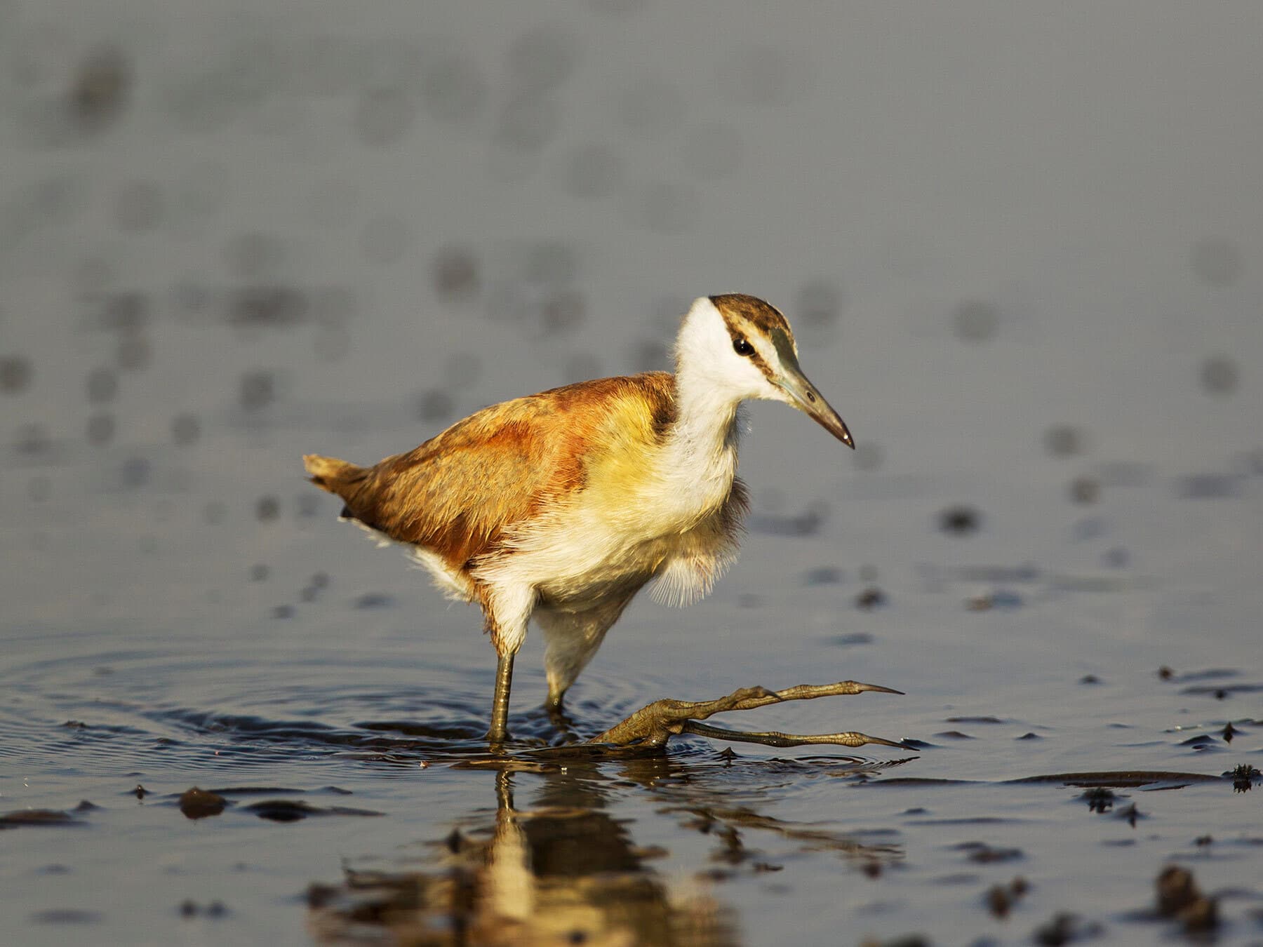 Juvenile African Jacana