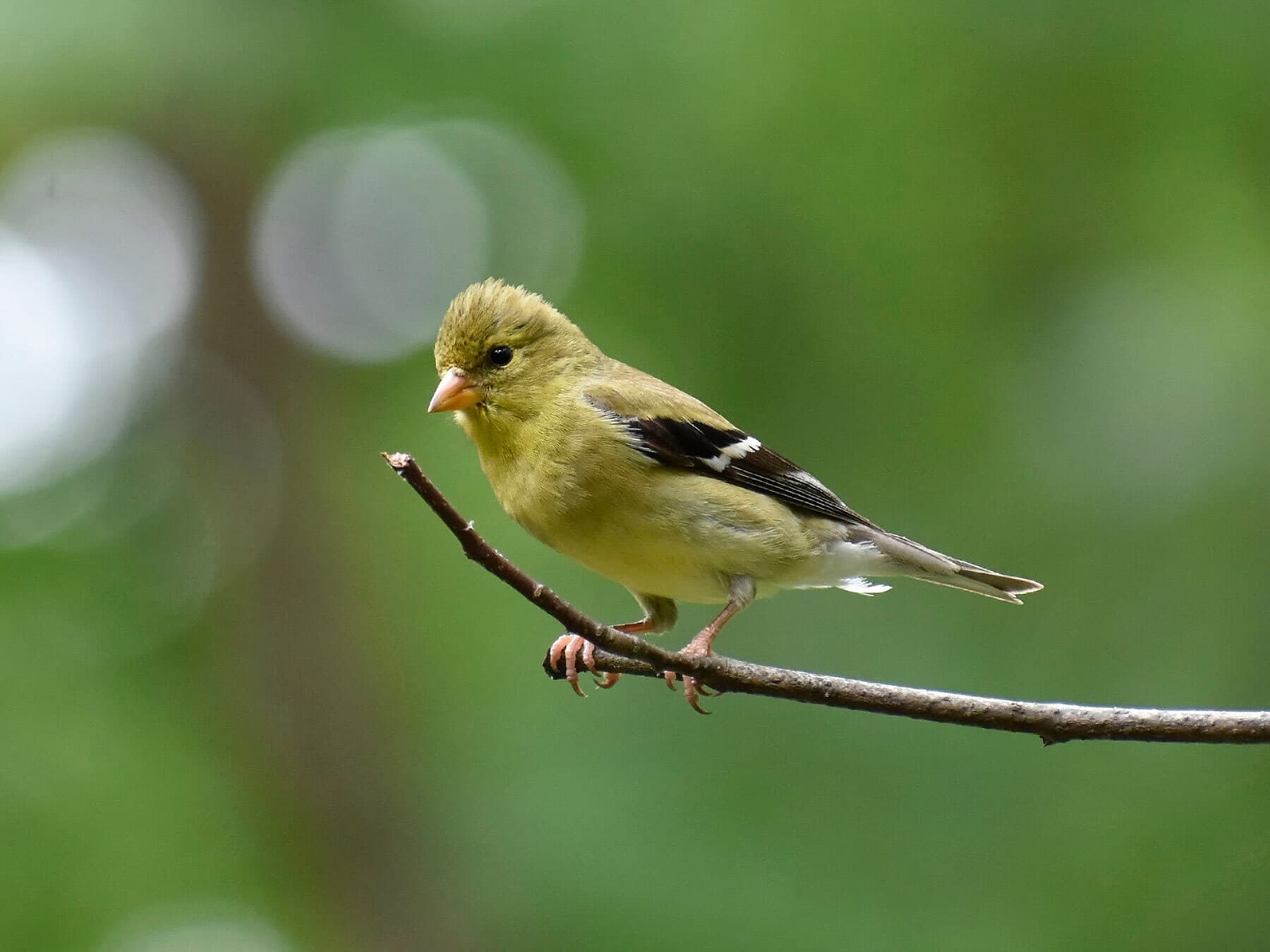 Juvenile american goldfinch