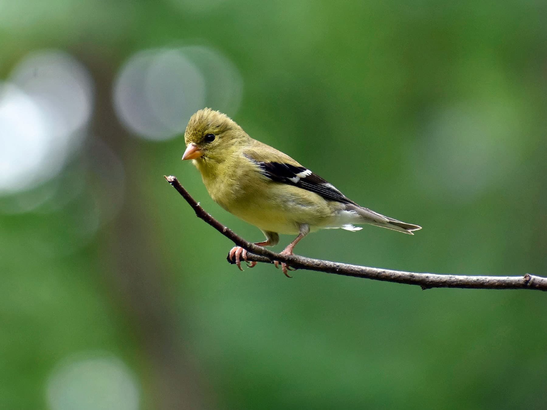 Juvenile American Goldfinch