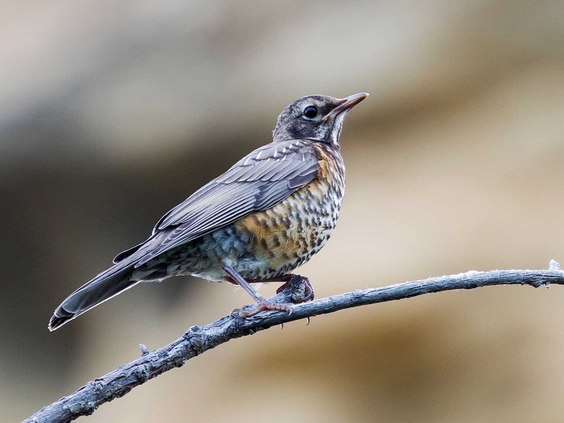 Juvenile American Robin