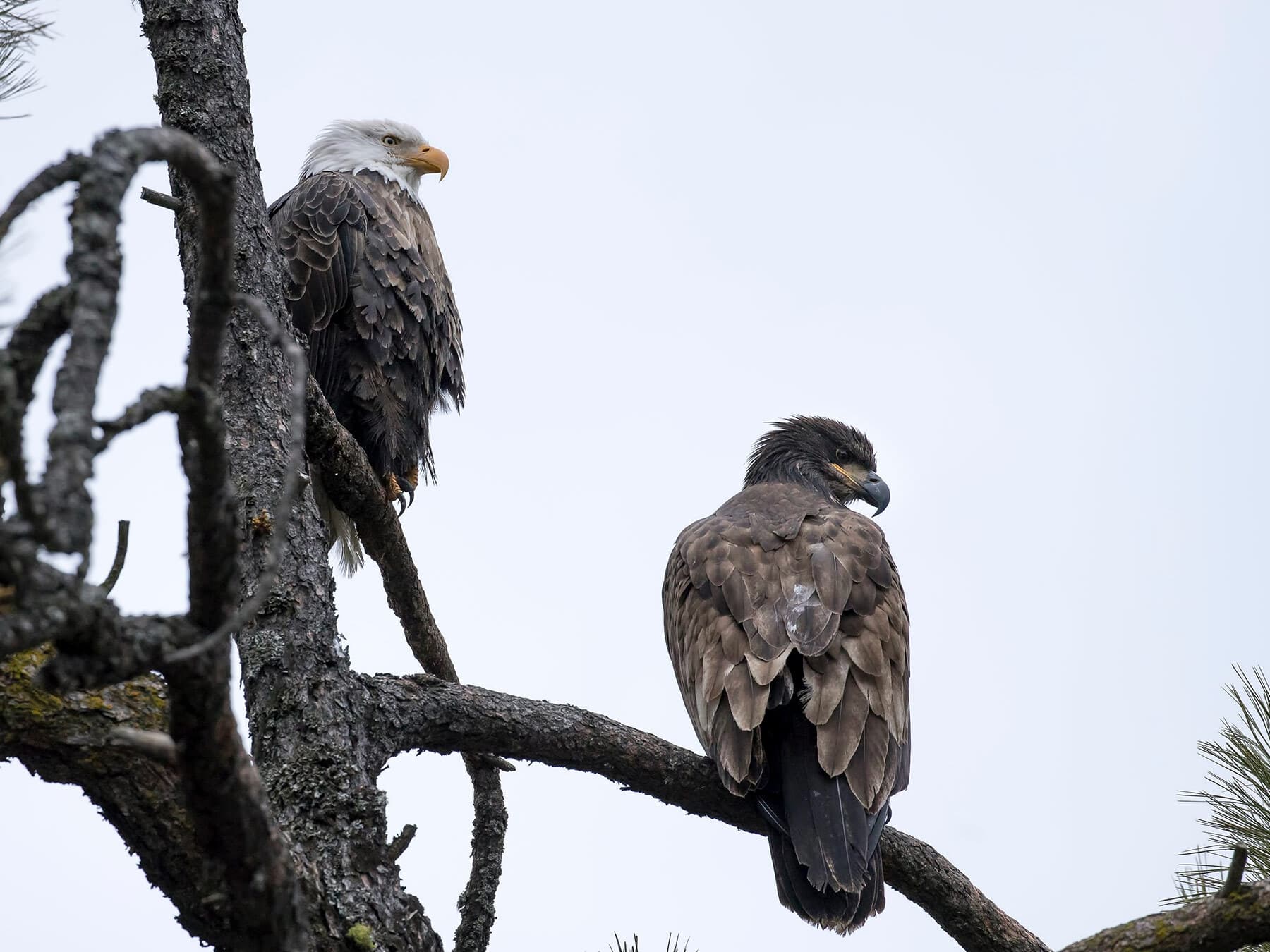 Juvenile and adult bald eagle