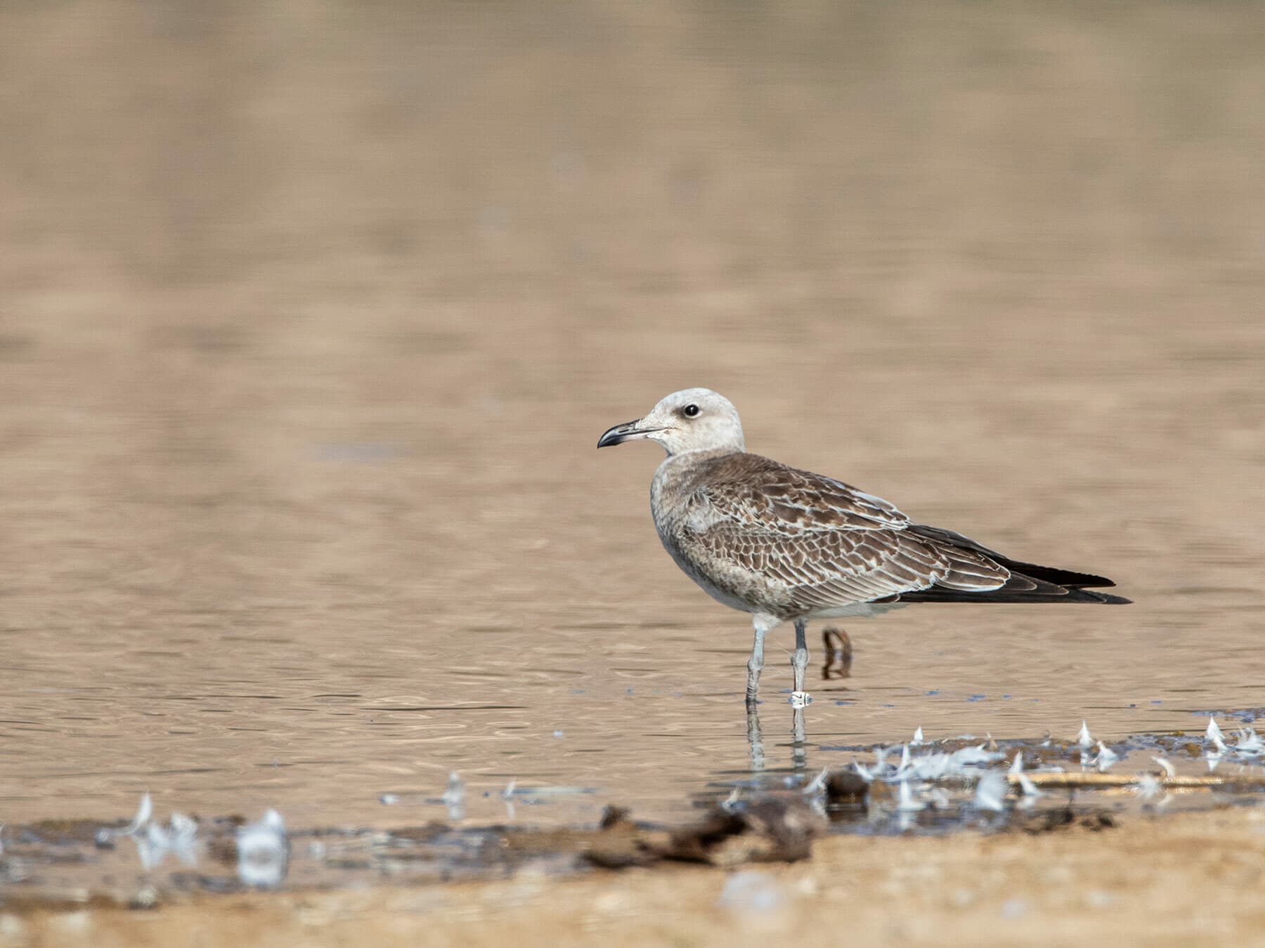 Juvenile Audouins Gull