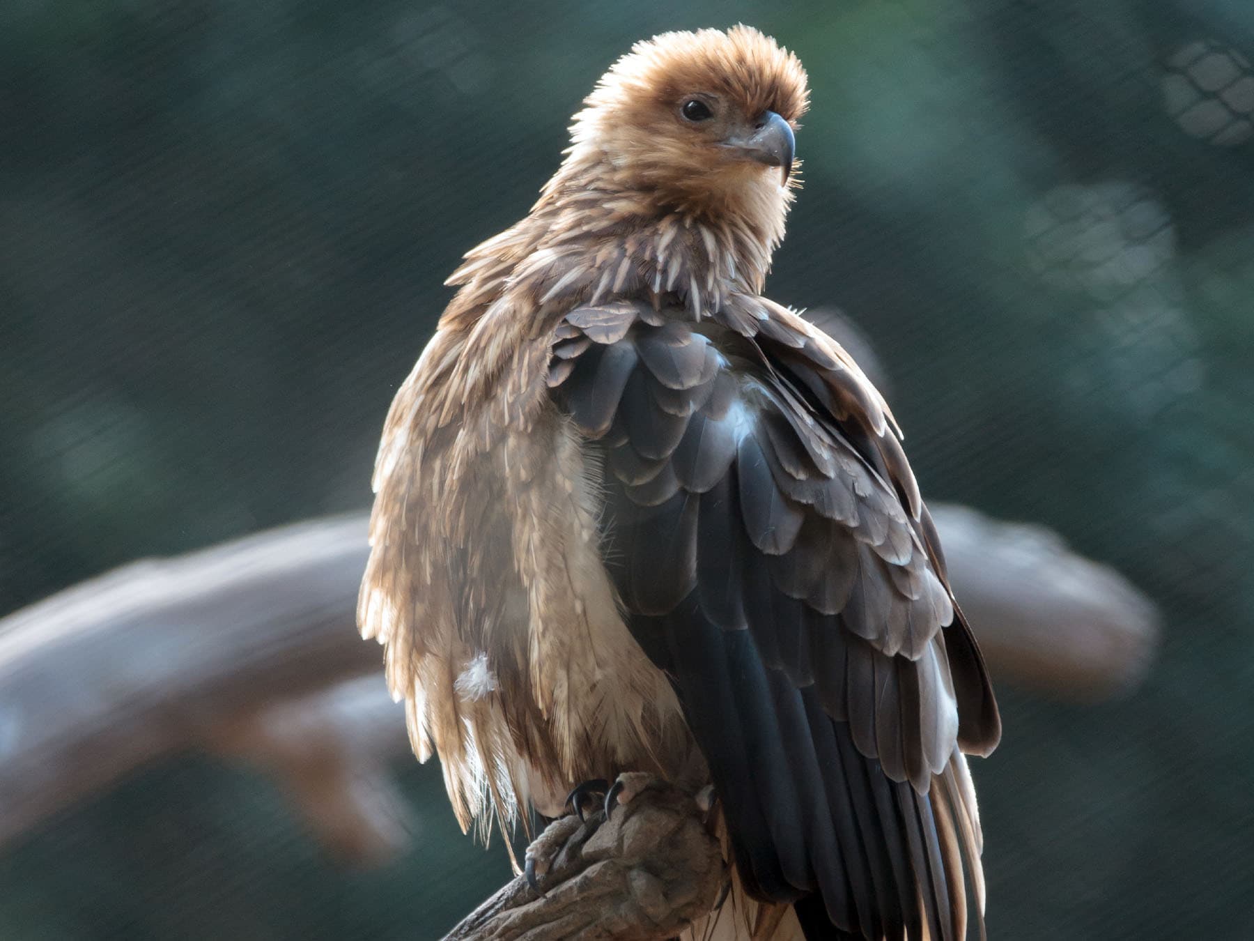 Juvenile Australian Hobby