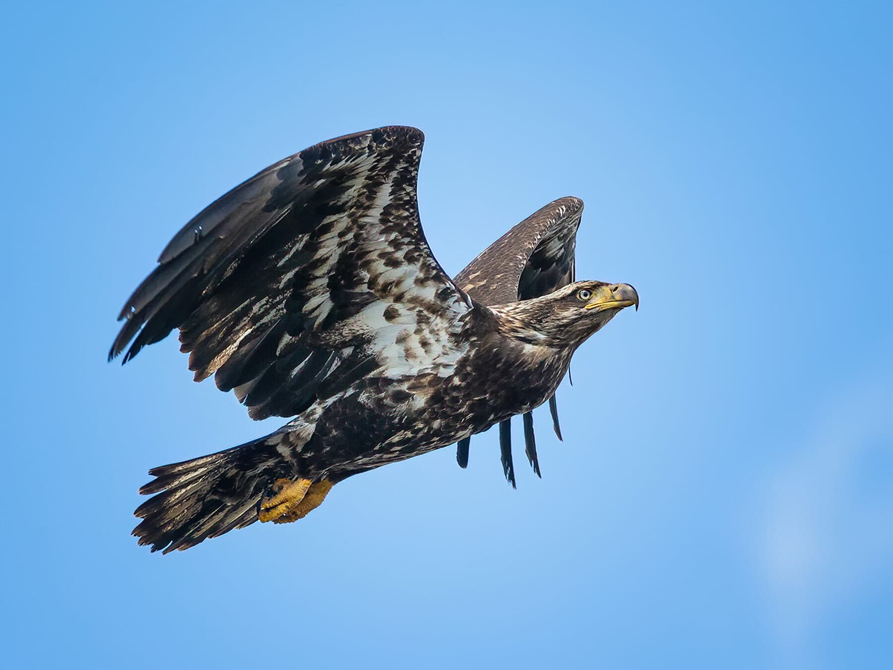 Juvenile bald eagle flight