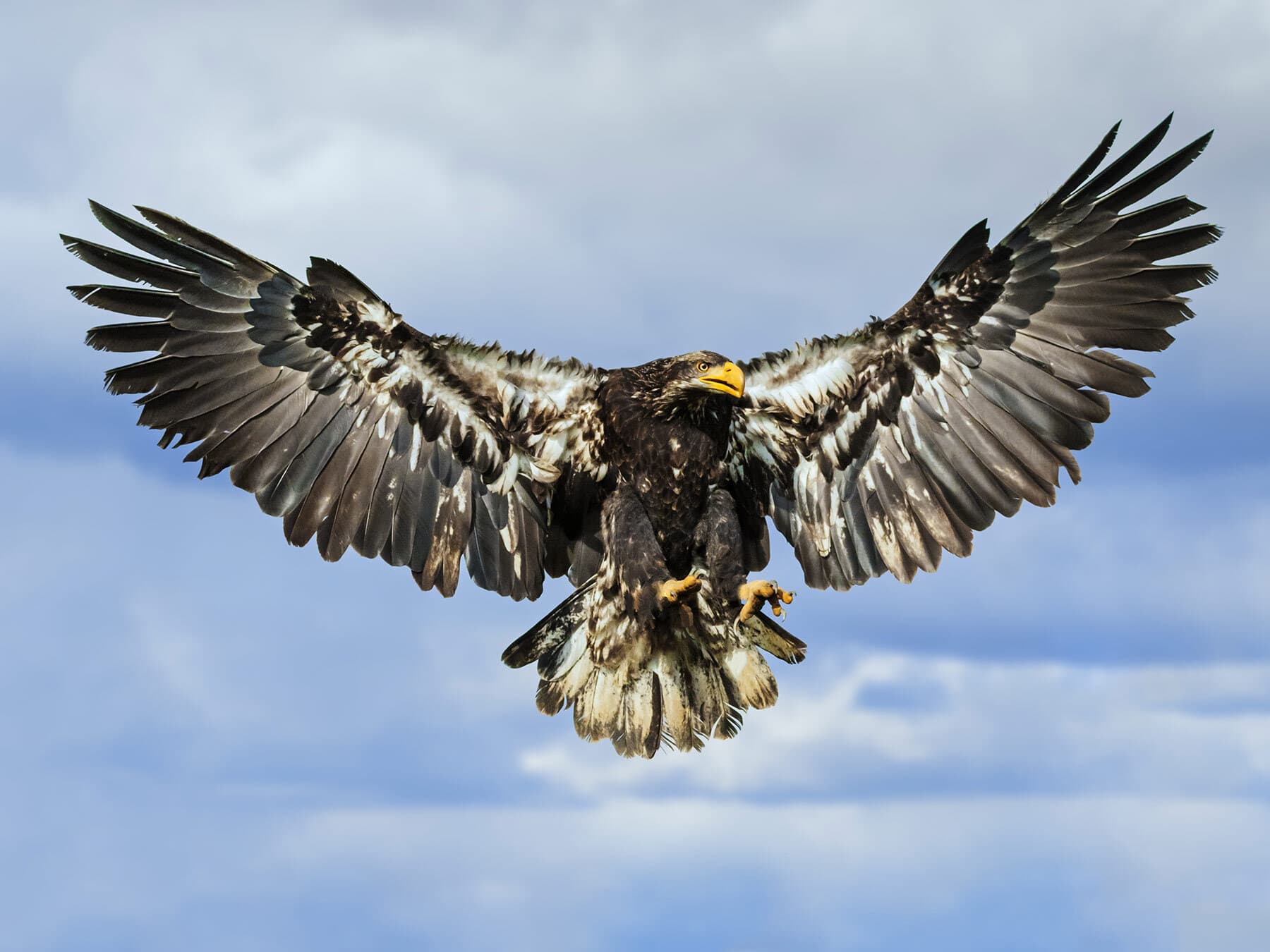 Juvenile bald eagle wings