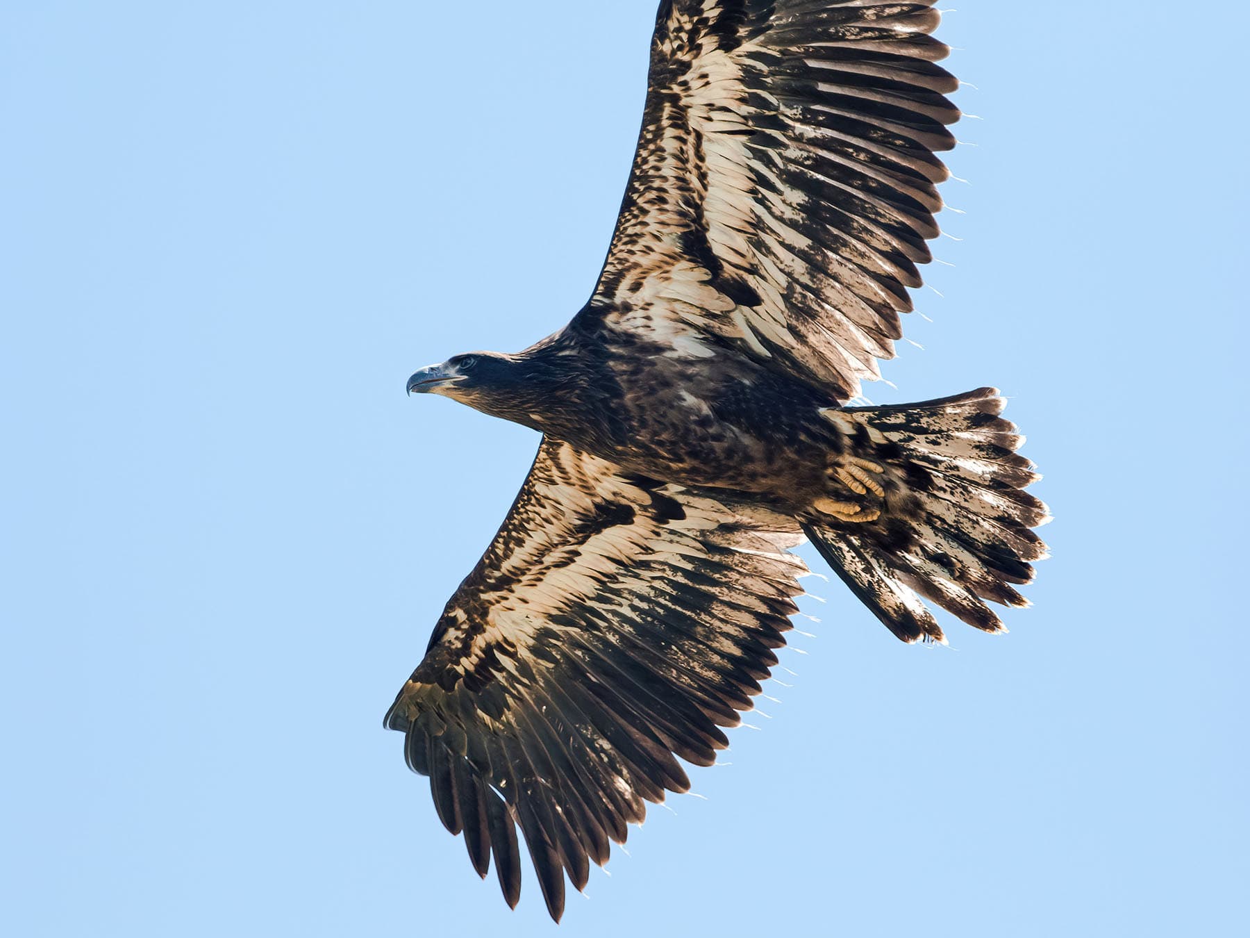 Juvenile Bald Eagle in flight - underside view, showing the interesting plumage