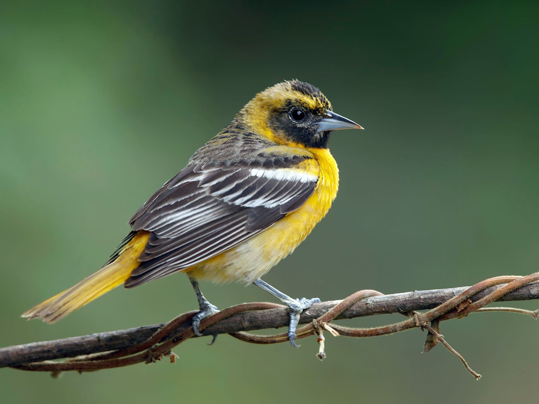 Juvenile Baltimore Oriole