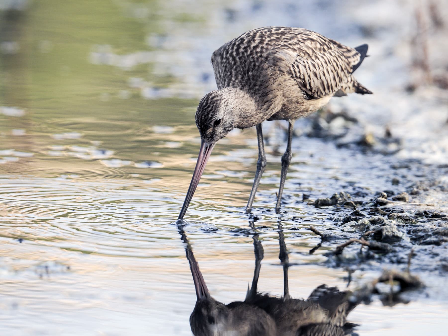 Juvenile Bar-tailed Godwit foraging in the sandy, muddy water