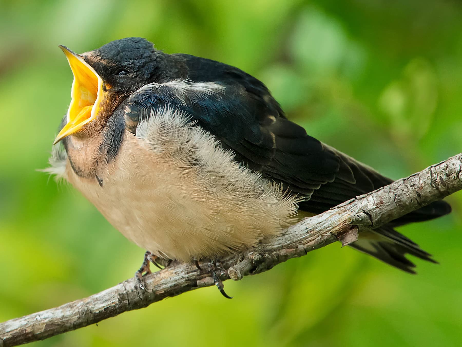 Juvenile Barn Swallow screeching out for food