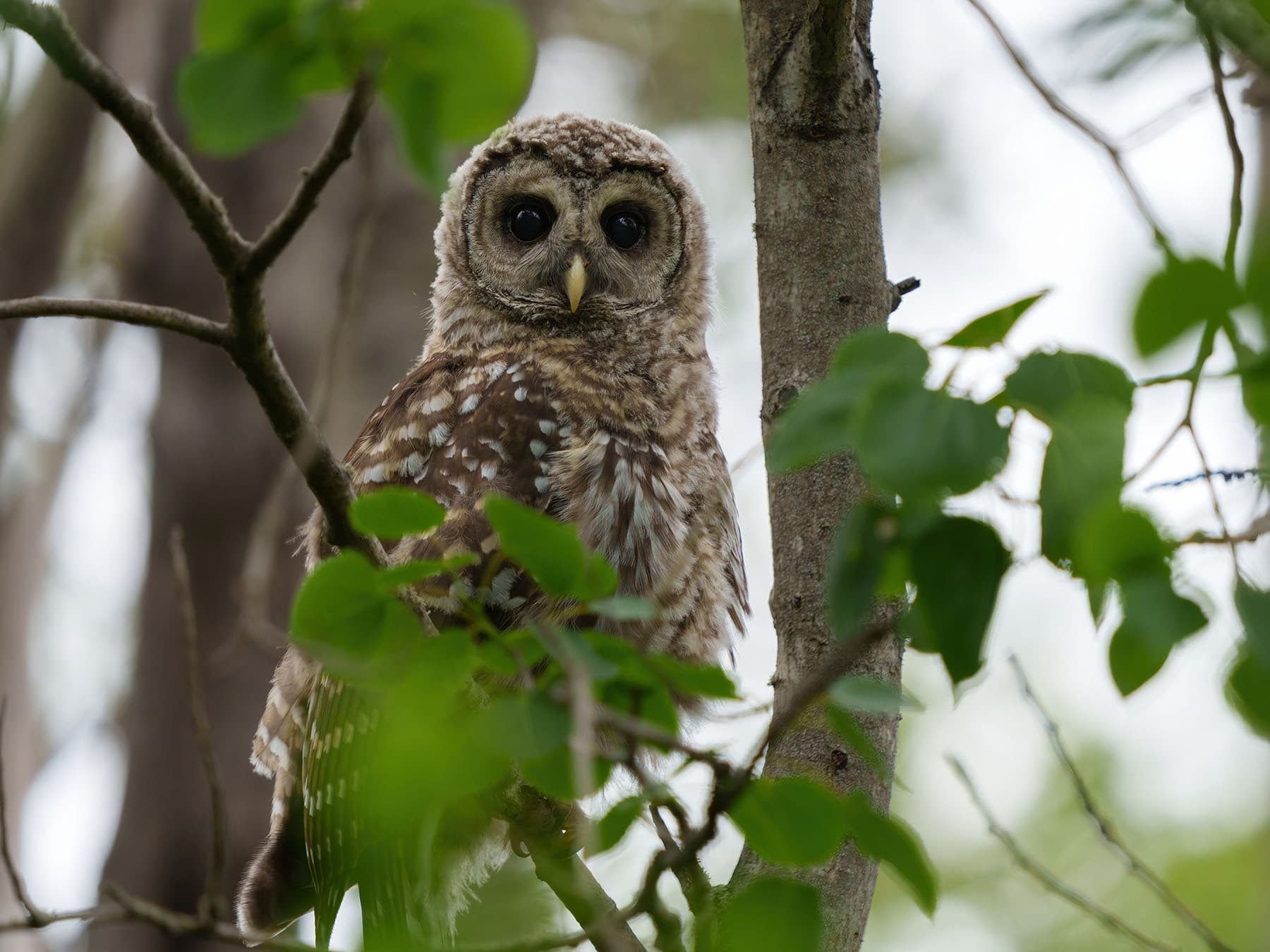 Juvenile barred owl 1