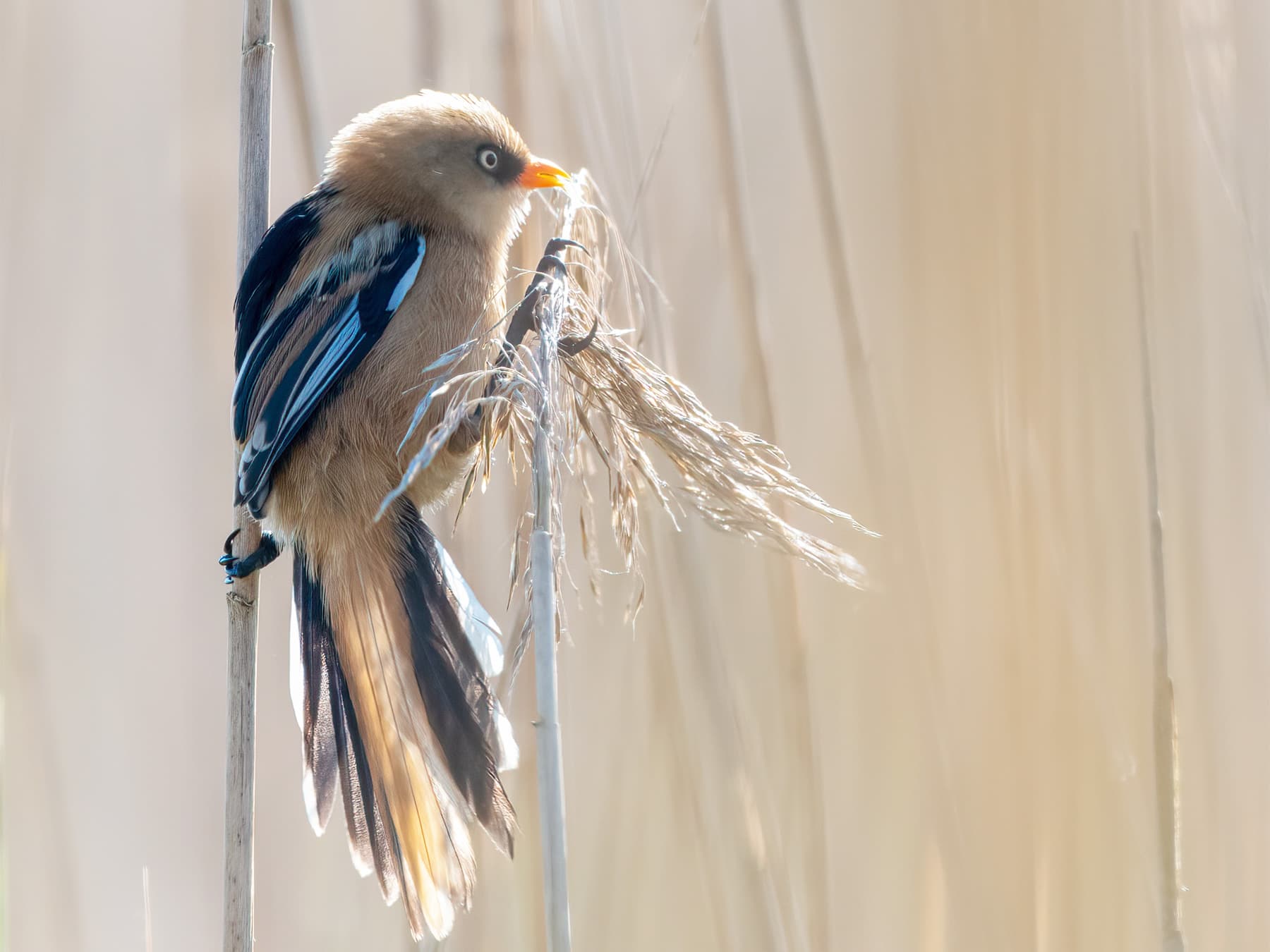 Juvenile Bearded Tit