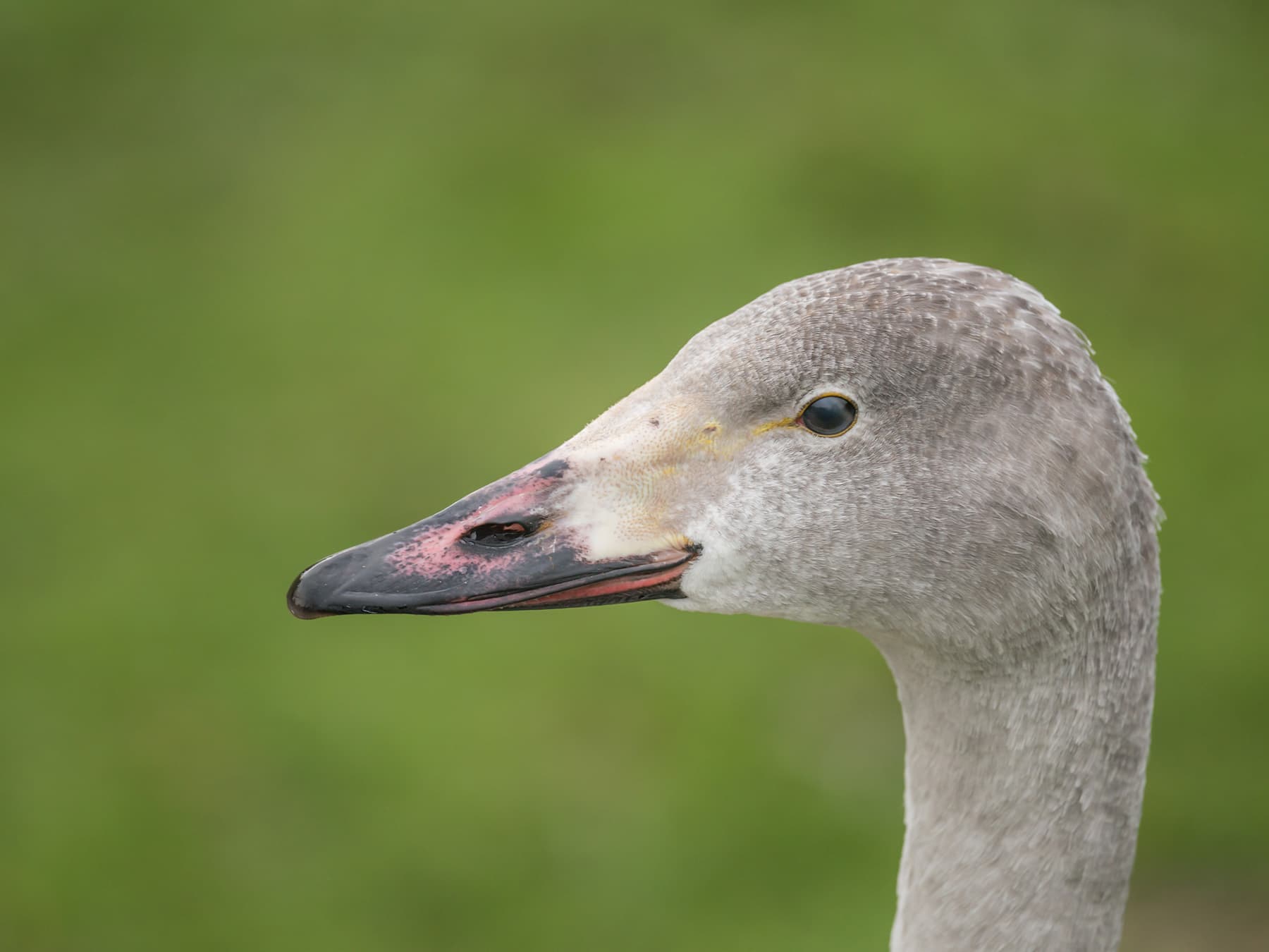 Juvenile Tundra Swan portrait