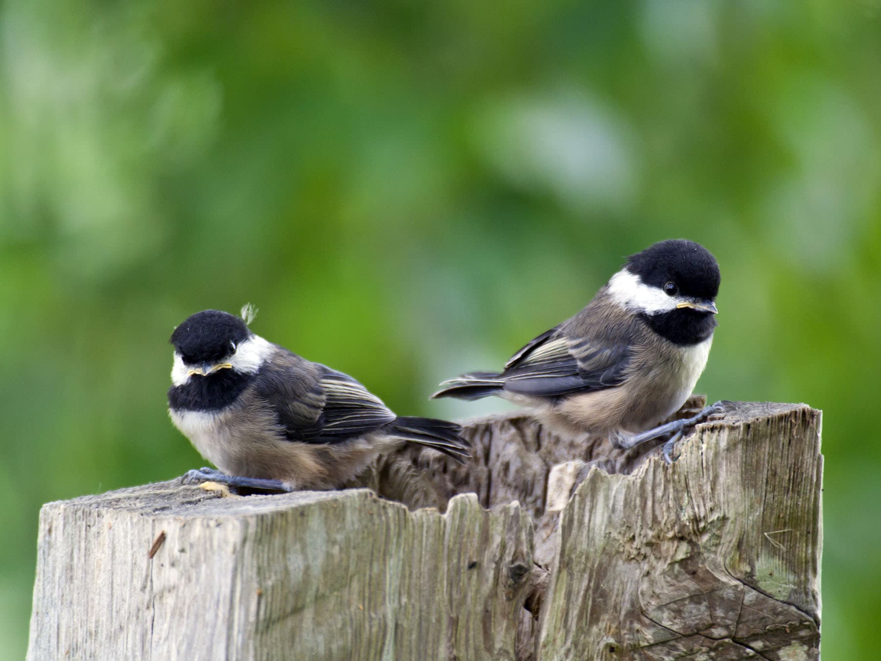 Two young Black-capped Chickadees on a fence post, with yellow at the corners of the bill