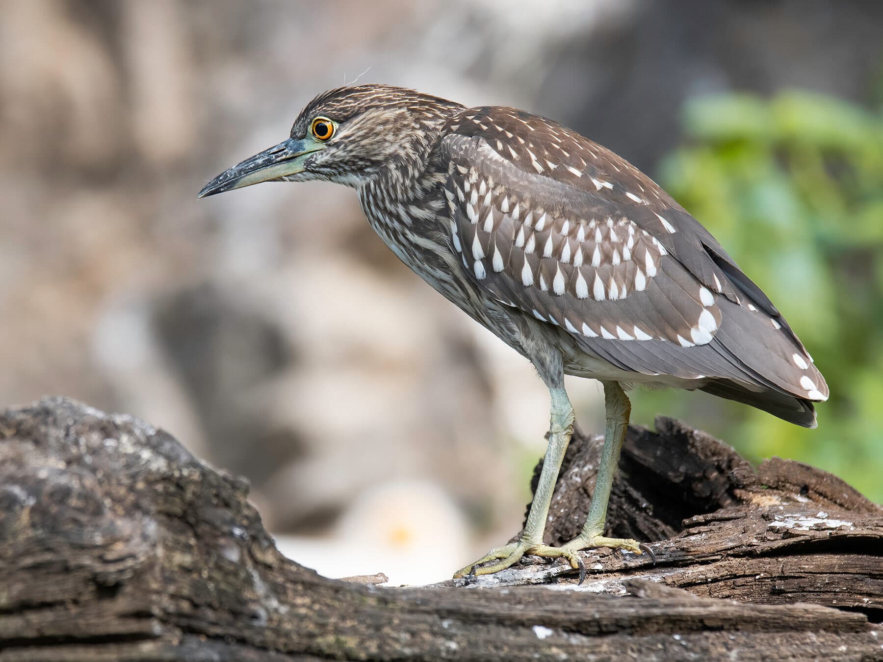 Juvenile Black-crowned Night Heron