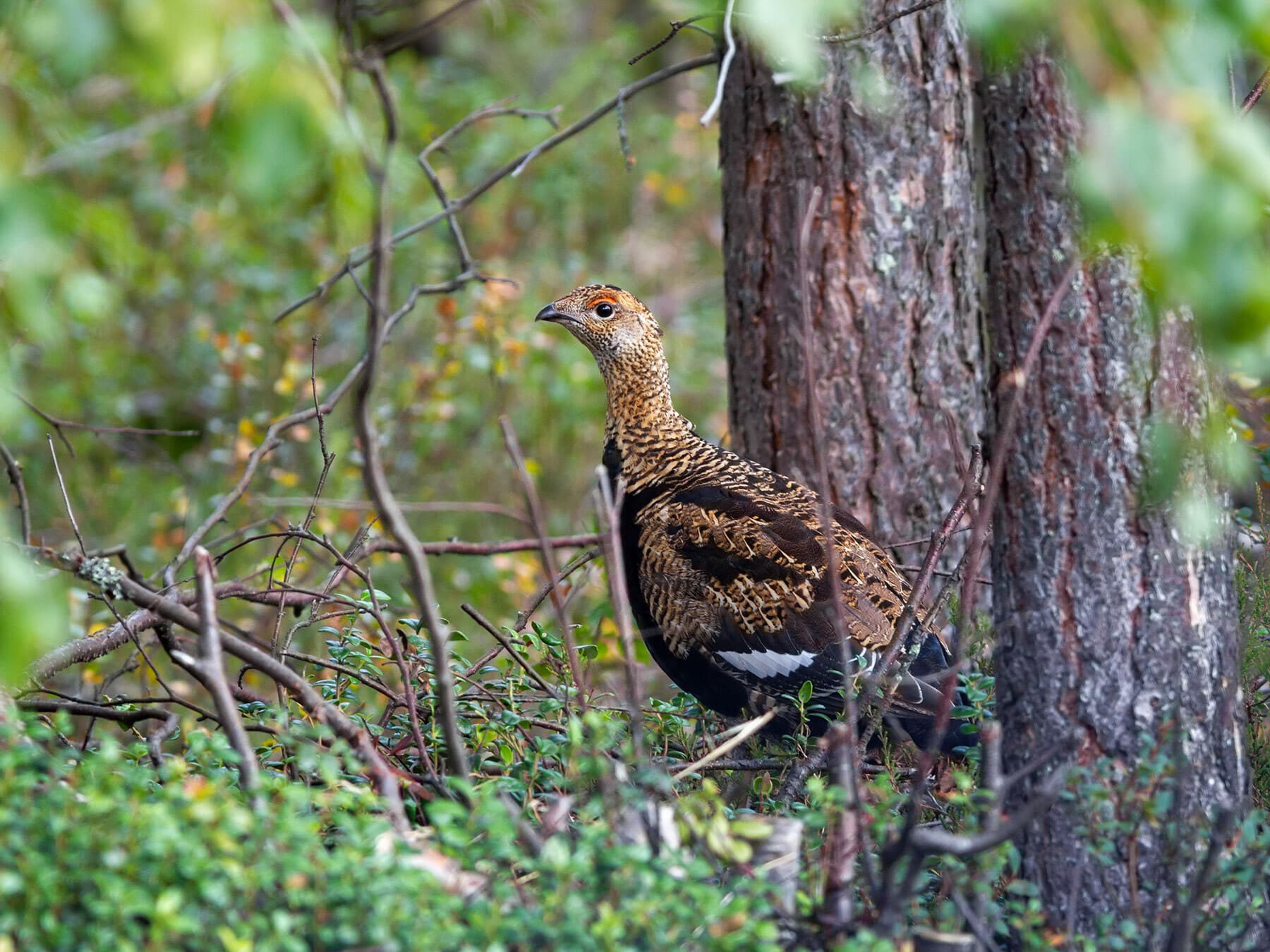 Juvenile Black Grouse